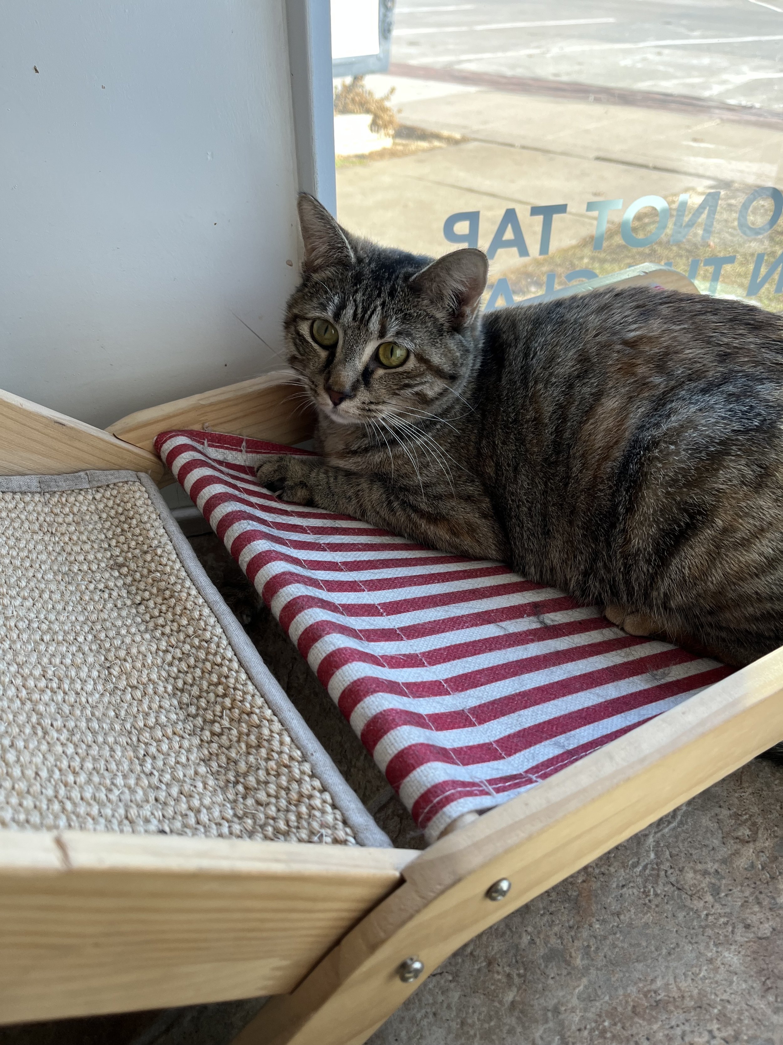 EQUINOX - Bonded Buddy with Tyr