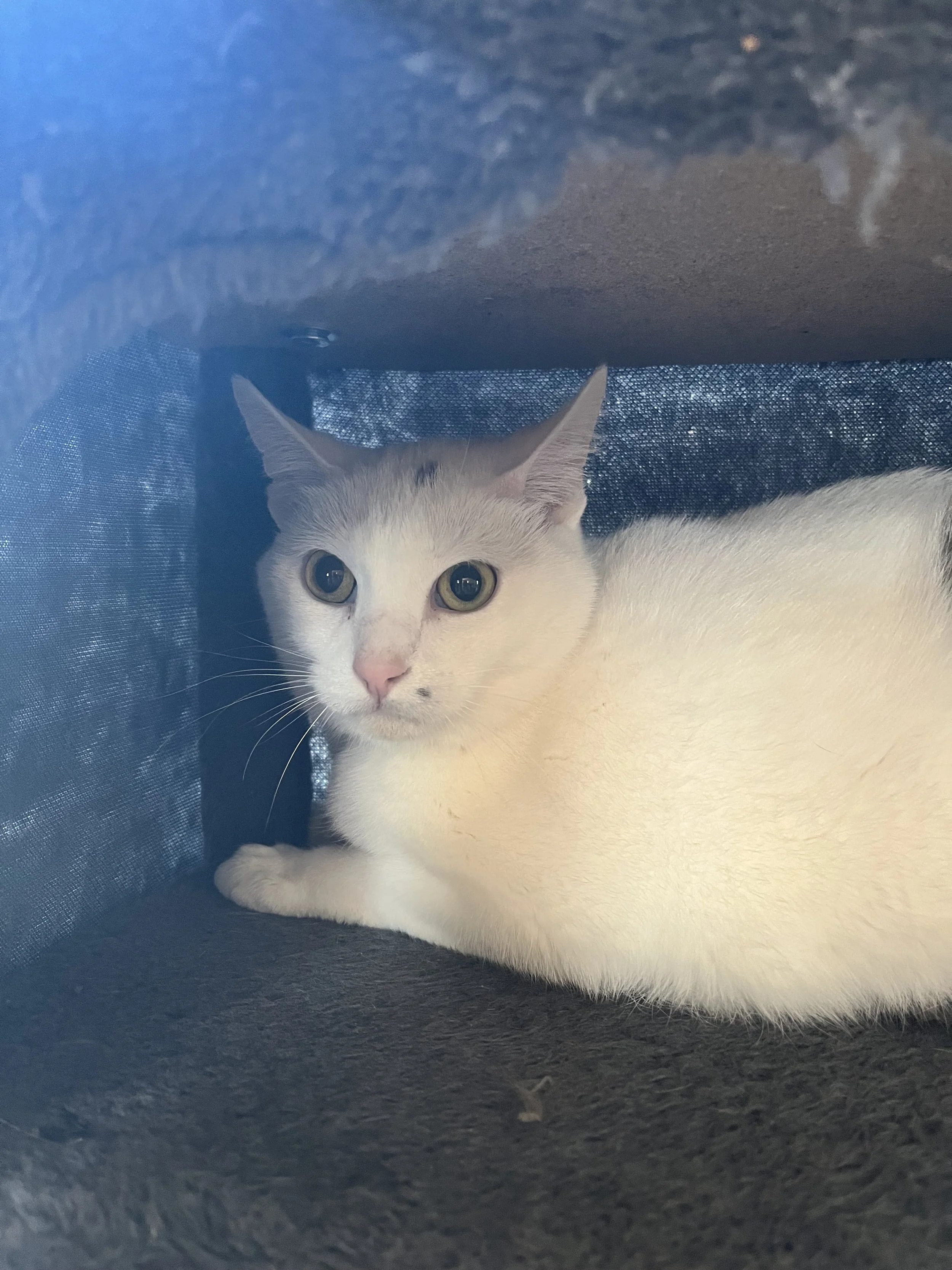 WHIPPERSNAPPER - BONDED BUDDY WITH CHARLIE