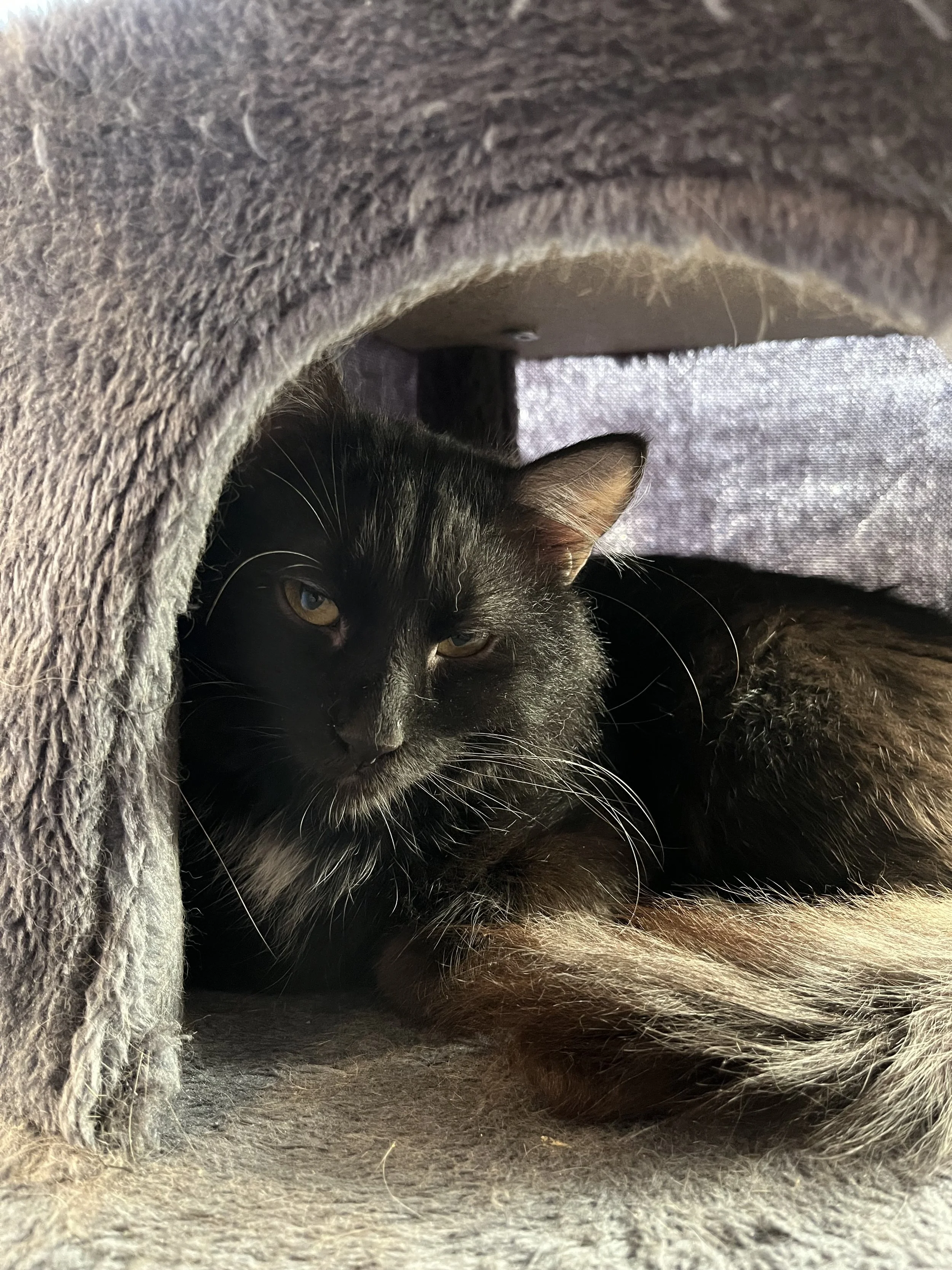 CHRISTOPHER - BONDED BUDDY WITH KORY