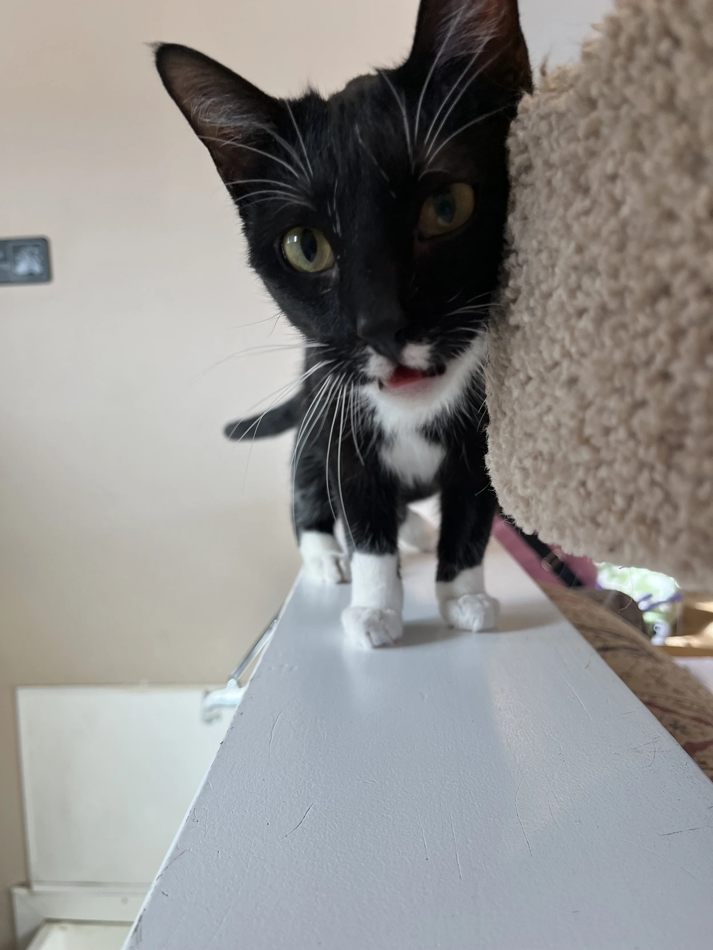 PETUNIA - BONDED BUDDY WITH ABBEY