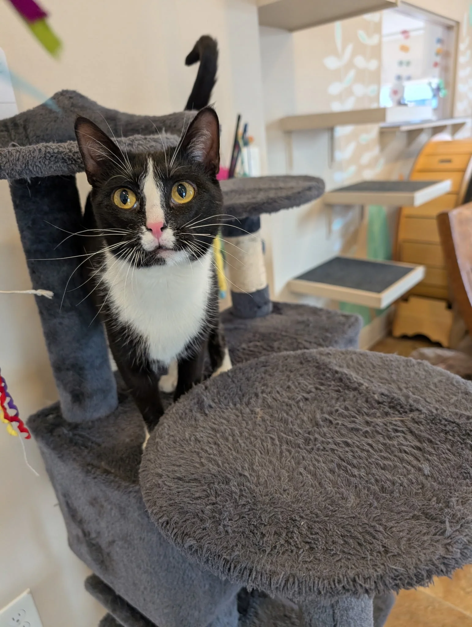 ABBEY - BONDED BUDDY WITH PETUNIA