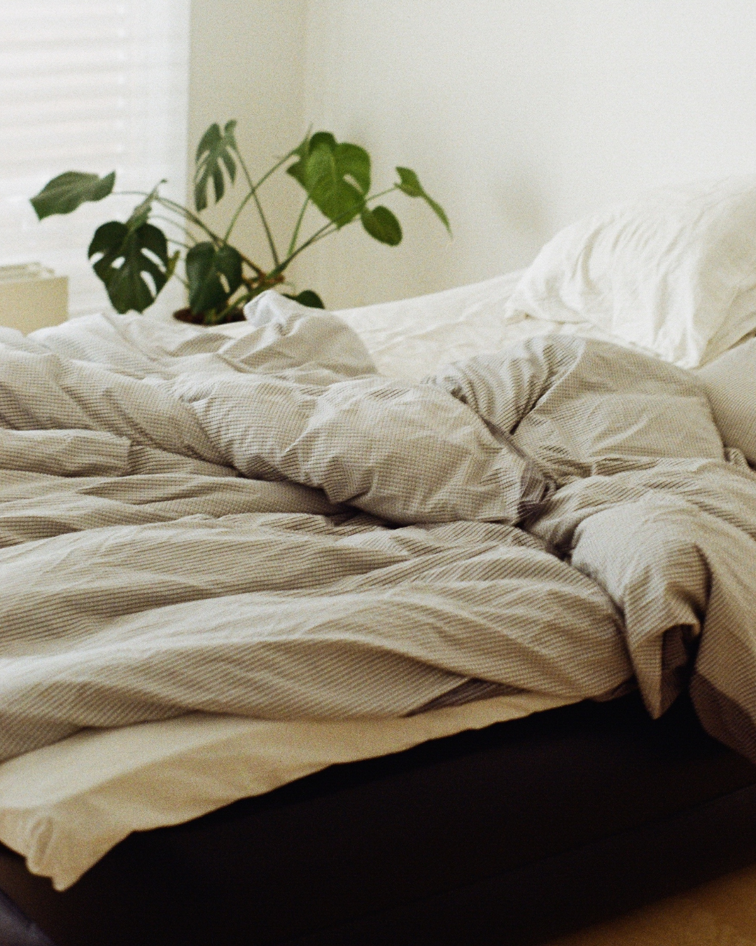 Unmade bed with striped duvet and white pillows, with a green houseplant on the bedside table near a window.