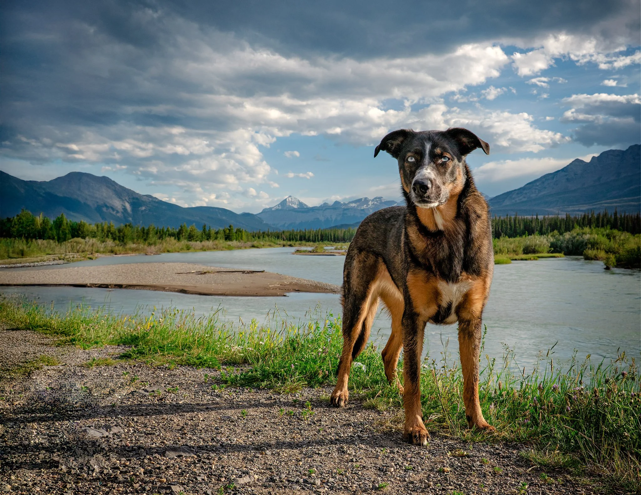 Twelve Challenges, Six Months, One Very Patient Dog: My Unleashed Education Embark Journey
