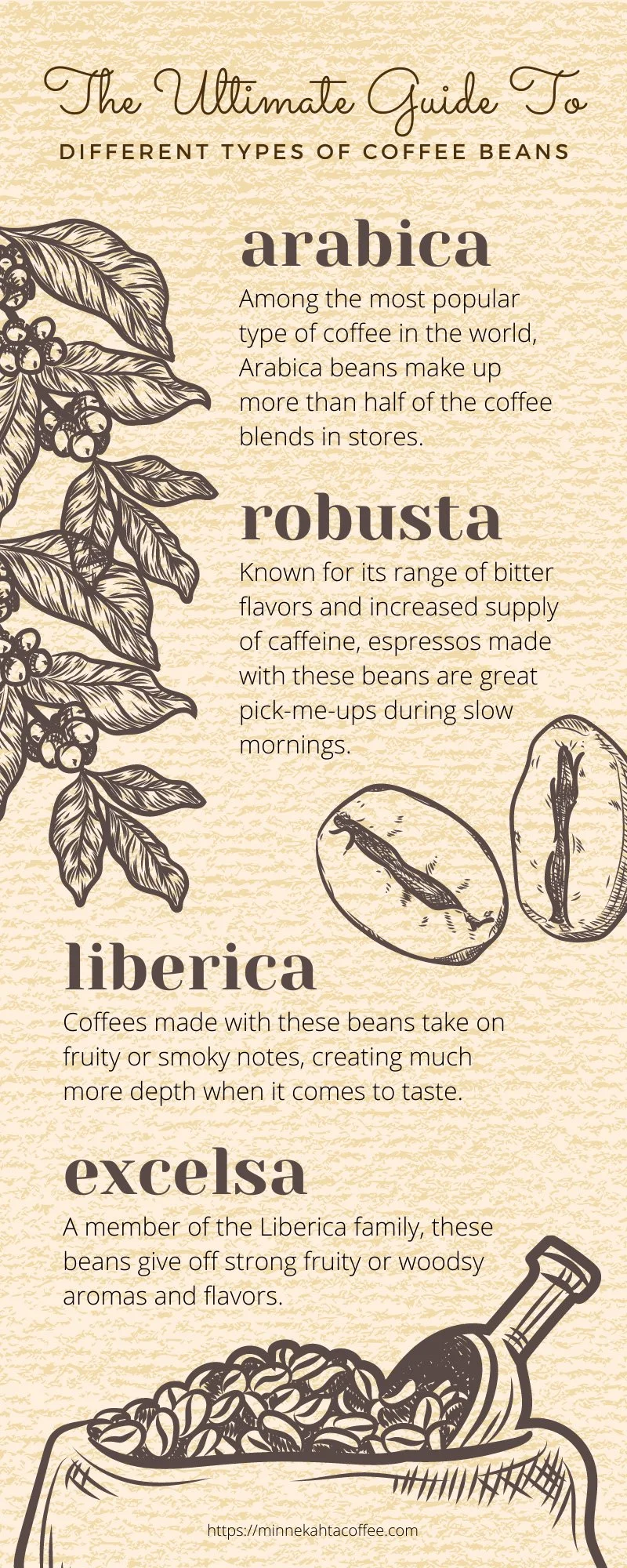 MinnekahtaCoffee-126836-types-coffee-beans-infographic1.jpg