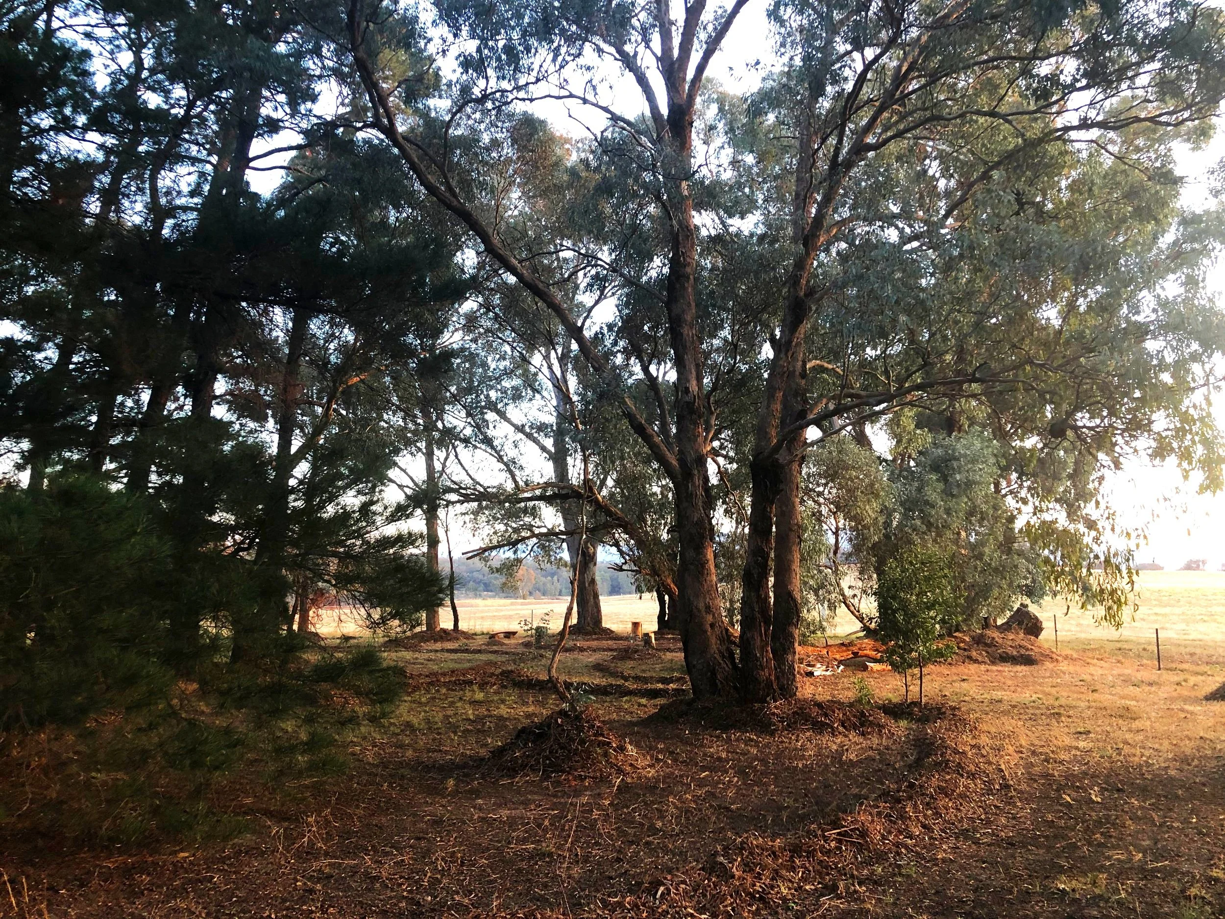 Wonderland Forest Area