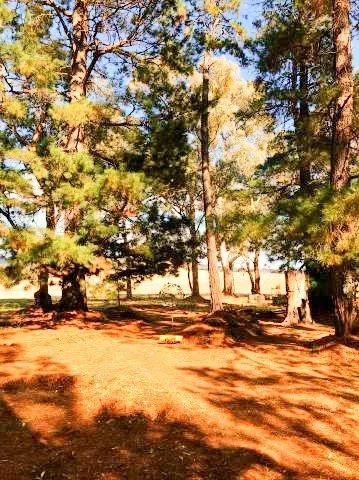 Wonderland Forest