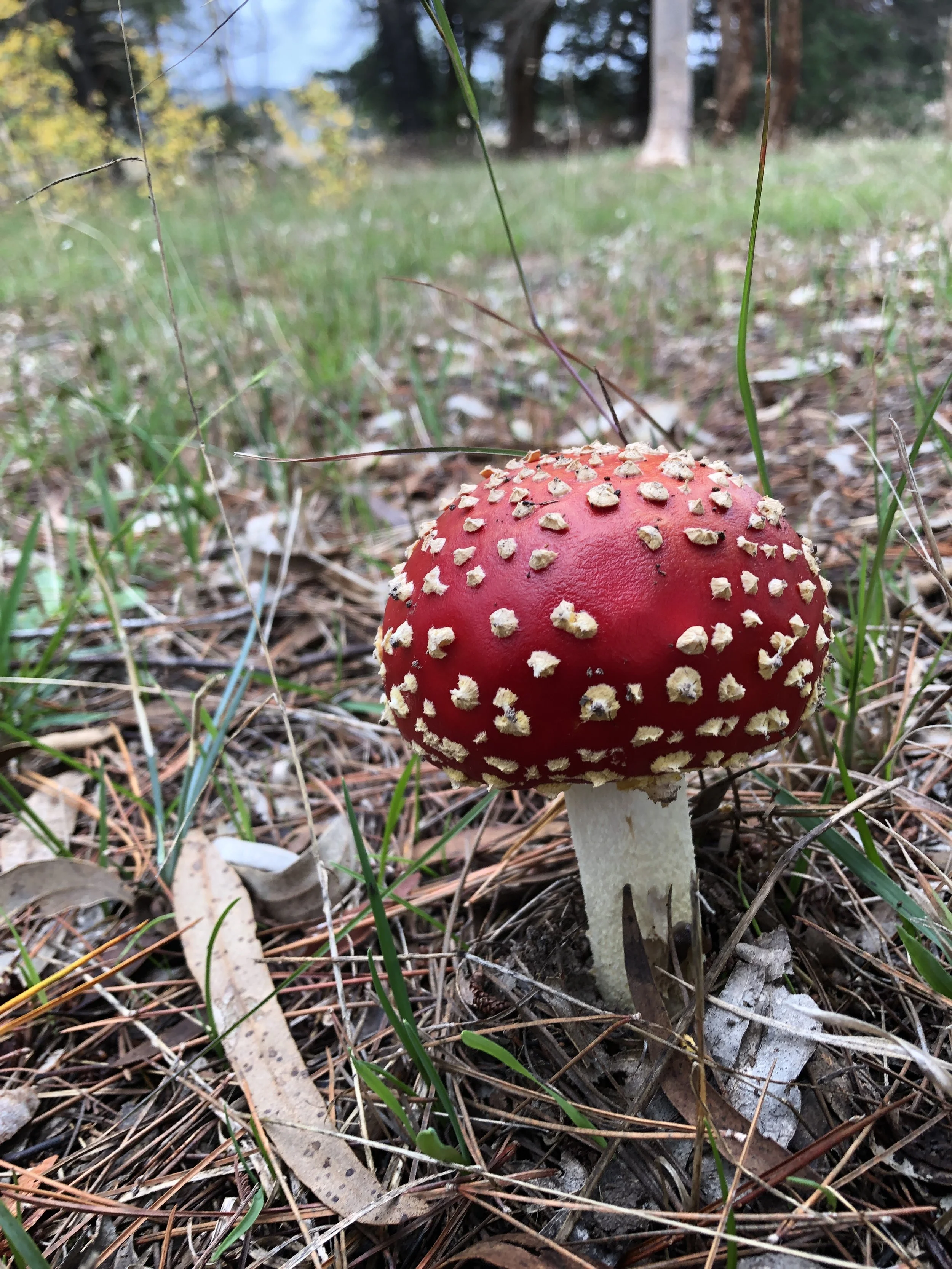 Wonderland Mushroom