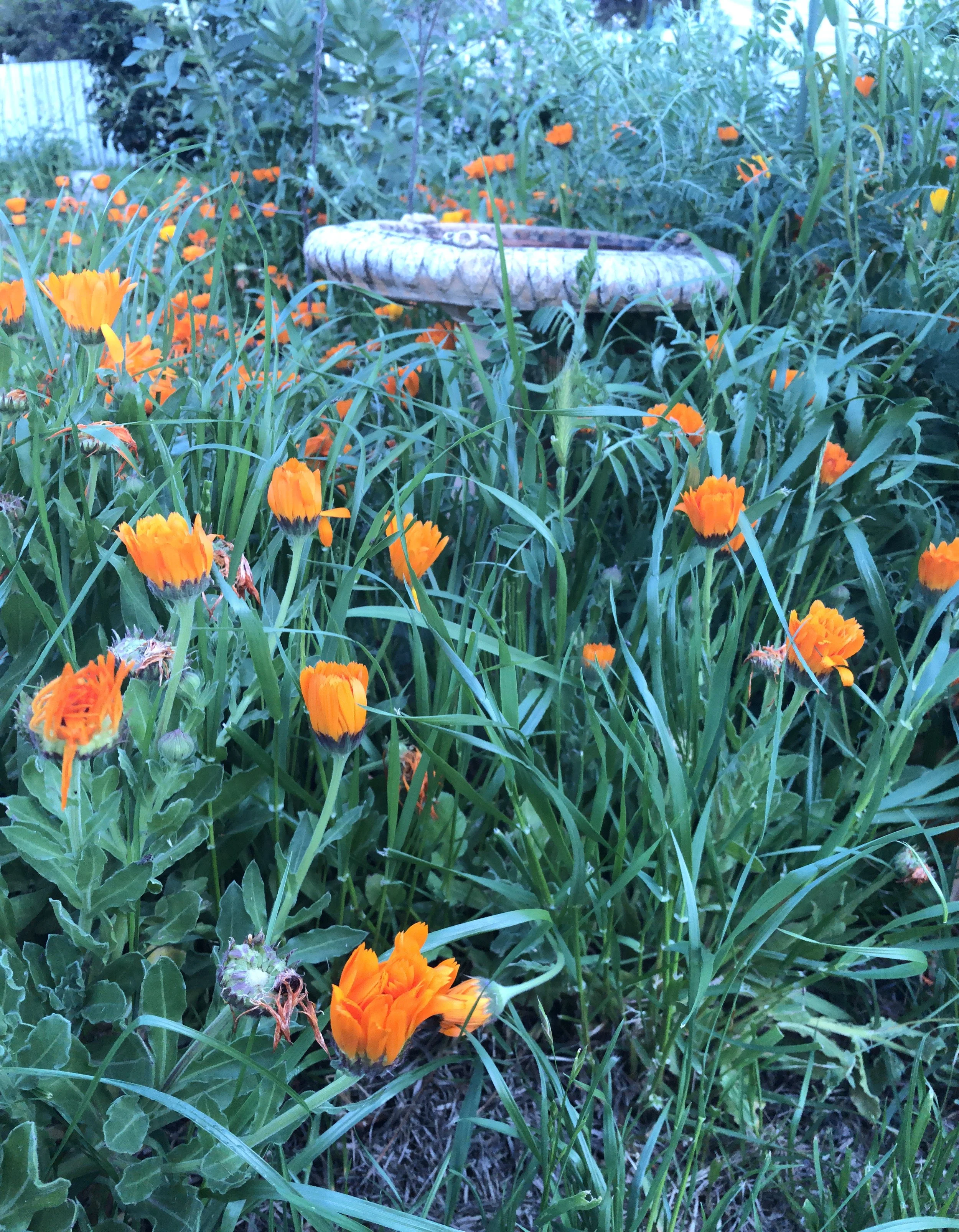 Life everywhere in the backyard