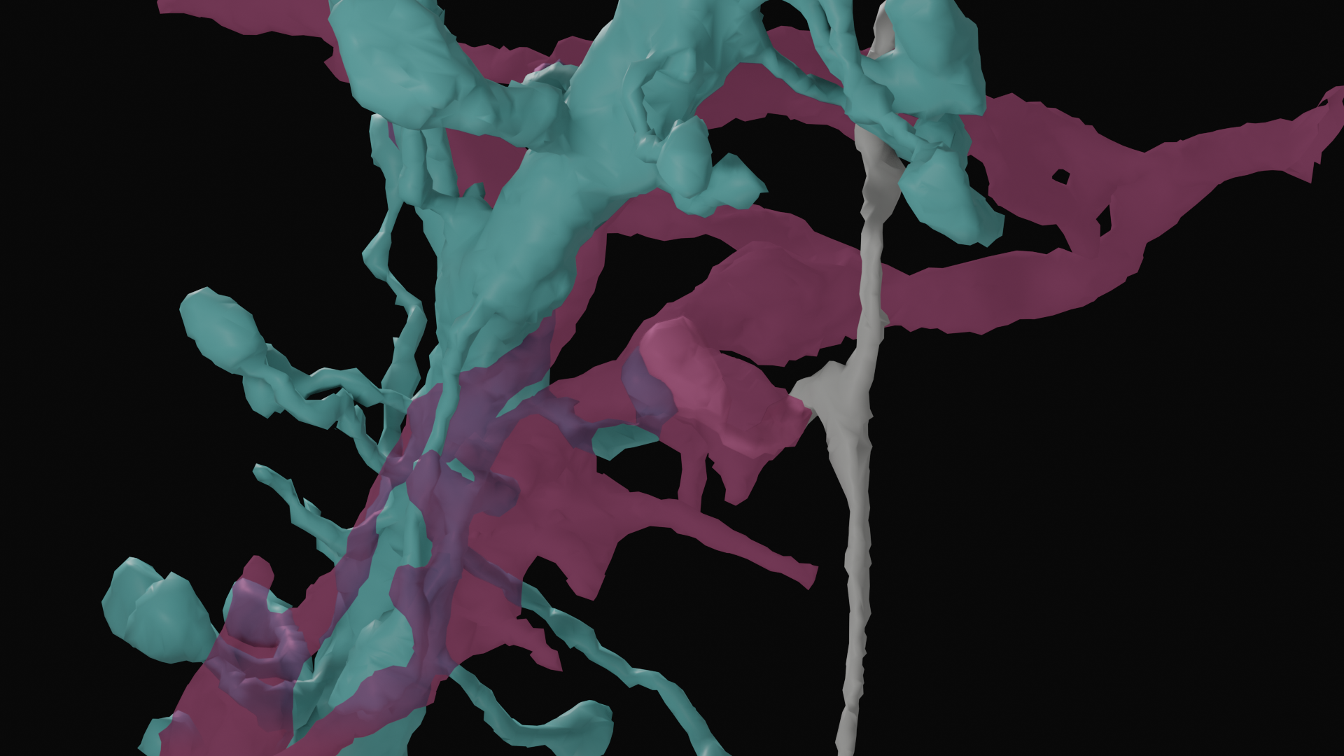 A close up rendering of an oligodendrocyte precursor cell enveloping the synaptic contact between an axon and a dendrite.  The role of these cells in consuming synapses was first described based on observations in this dataset. The paper is linked.