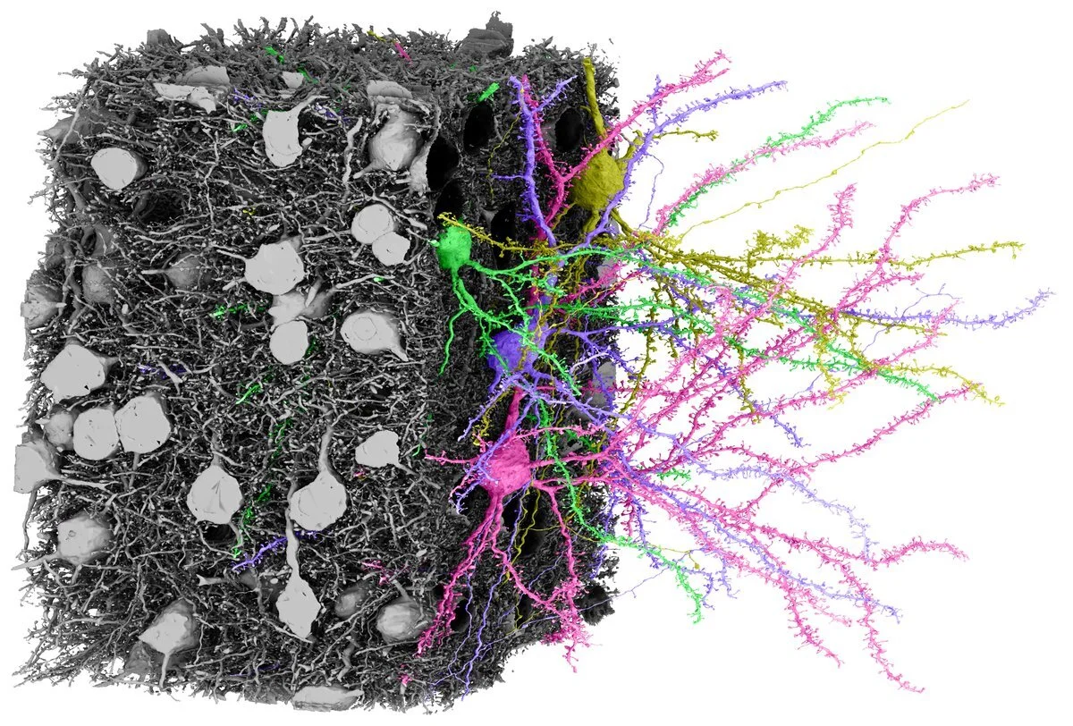 MICrONS neural reconstruction