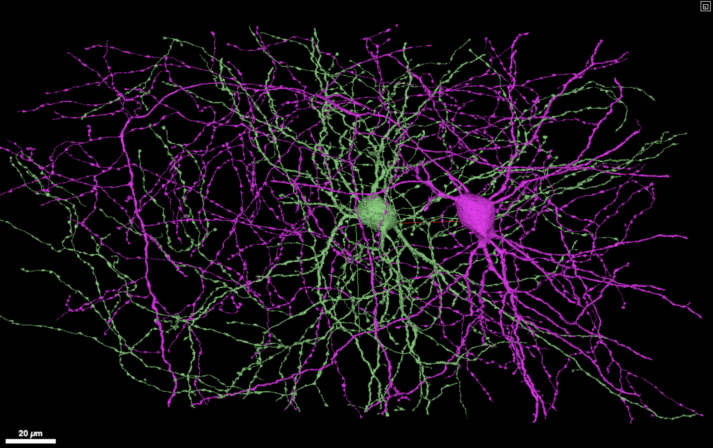 MICrONS Explorer: A virtual observatory of the cortex - The BRAIN