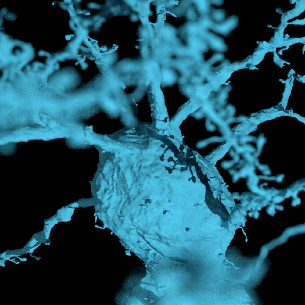 A pyramidal neuron soma with shadows cast by its own dendritic arbor. (rendering Amy Sterling)