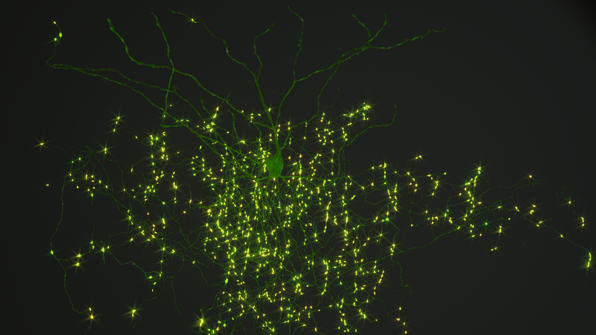 A rendering of a chandelier cell with its output boutons lit up as lights. The connectivity of this cell type was examined in the linked paper.