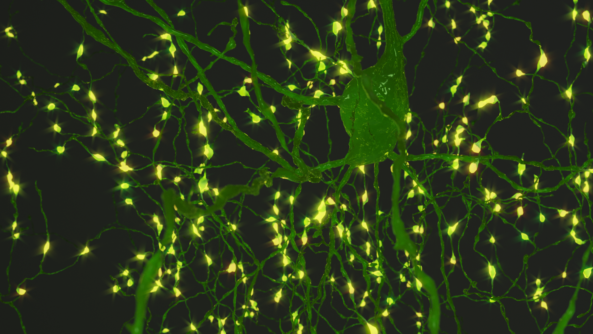 A rendering of a chandelier cell with its output boutons lit up as lights. The connectivity of this cell type was examined in the linked paper.