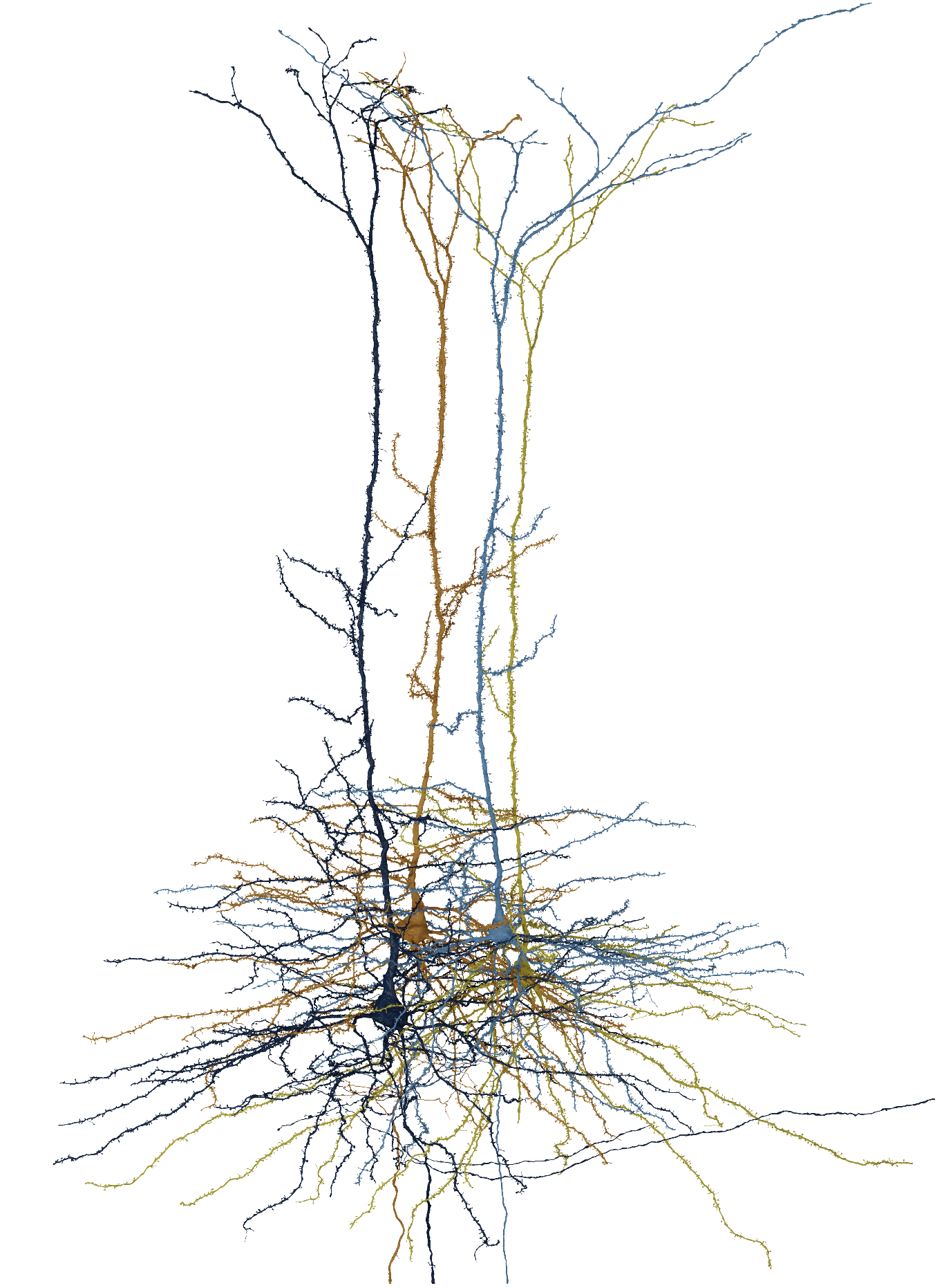A rendering of 4 layer 5 thick tufted pyramidal neurons. The connectivity of these cells was explored in the linked paper.