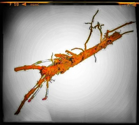 Hop Plant Collection Day