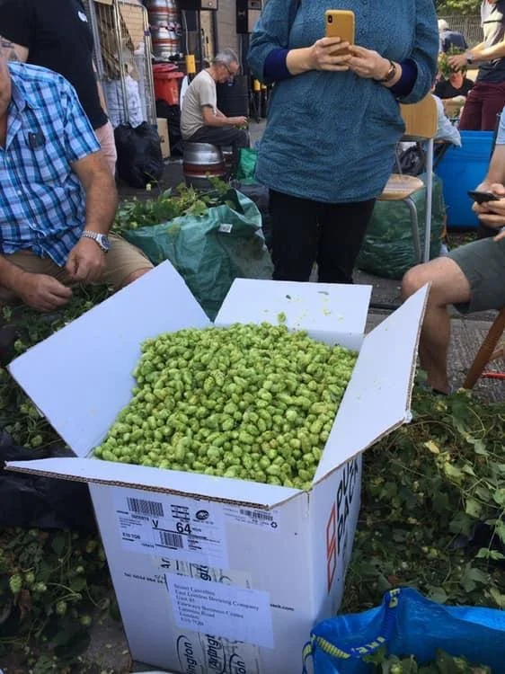 Hop Picking and Brewing Day