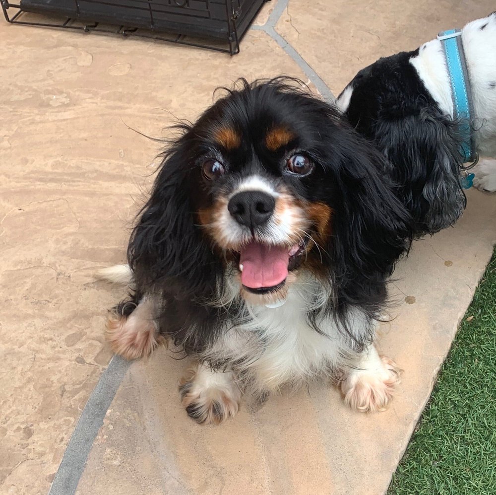 About 5 — Cavalier Rescue Foundation