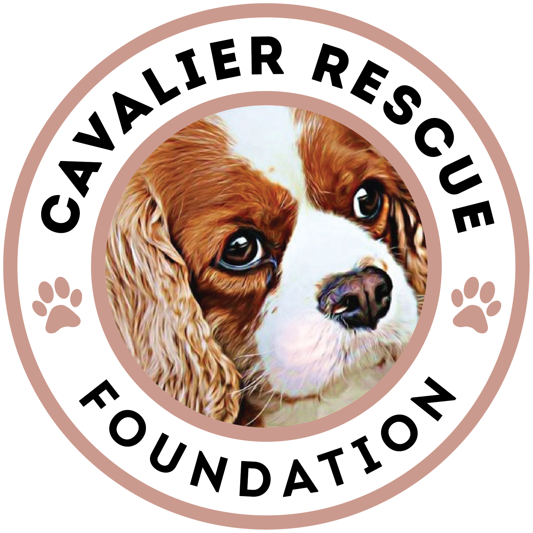 Cavalier King Charles Spaniels Cavalier Rescue Trust Cavalier