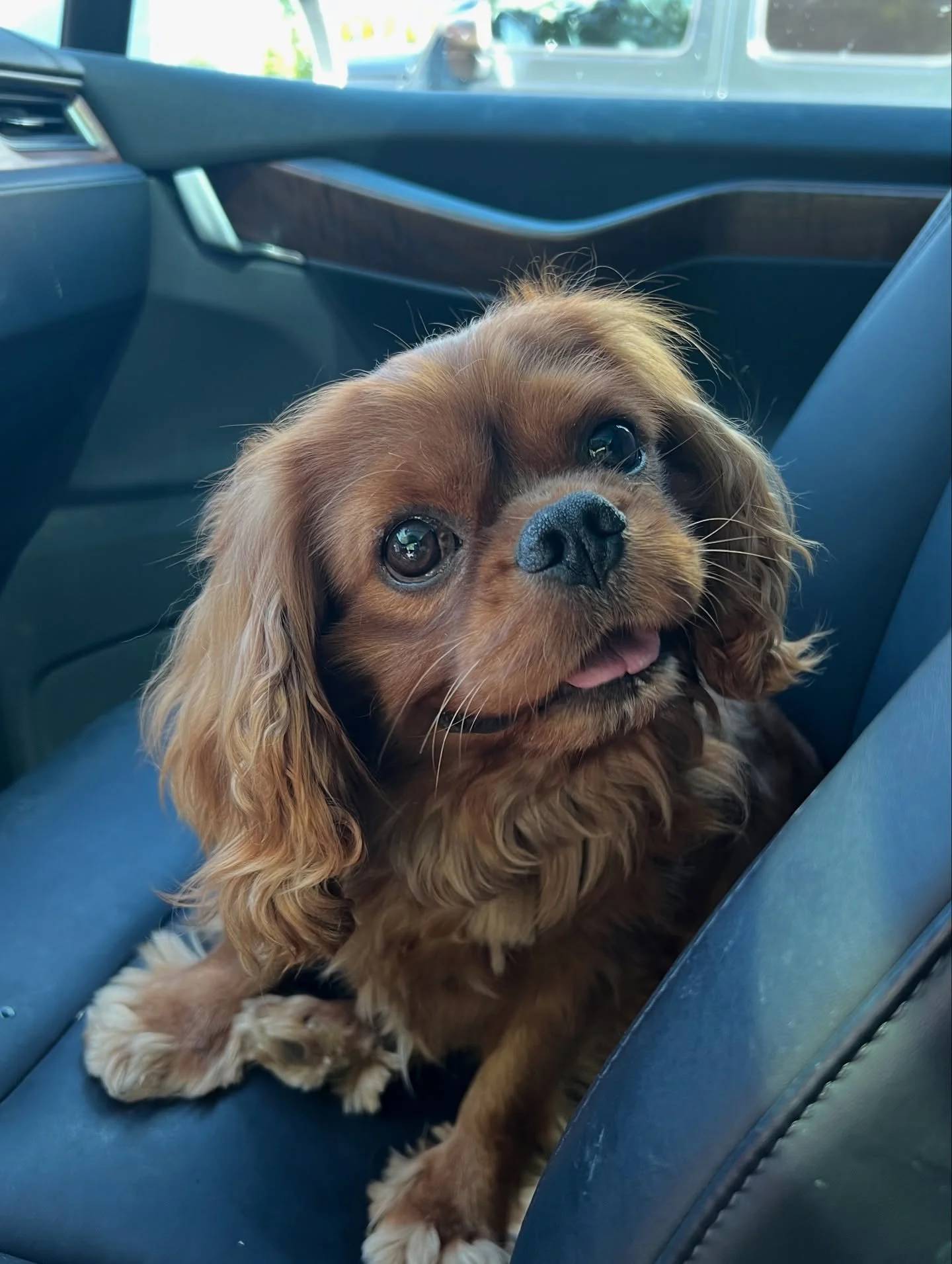 ✨ Meet Winston (formerly Brady)! ✨
🐾 DOB: 8/12/2019
🐾 Fully vaccinated & microchipped
🐾 Neutered with dental completed 7/18/24
🐾 No health concerns
🐾 About 99% potty trained (he occasionally lifts his leg indoors, common in males neutered l