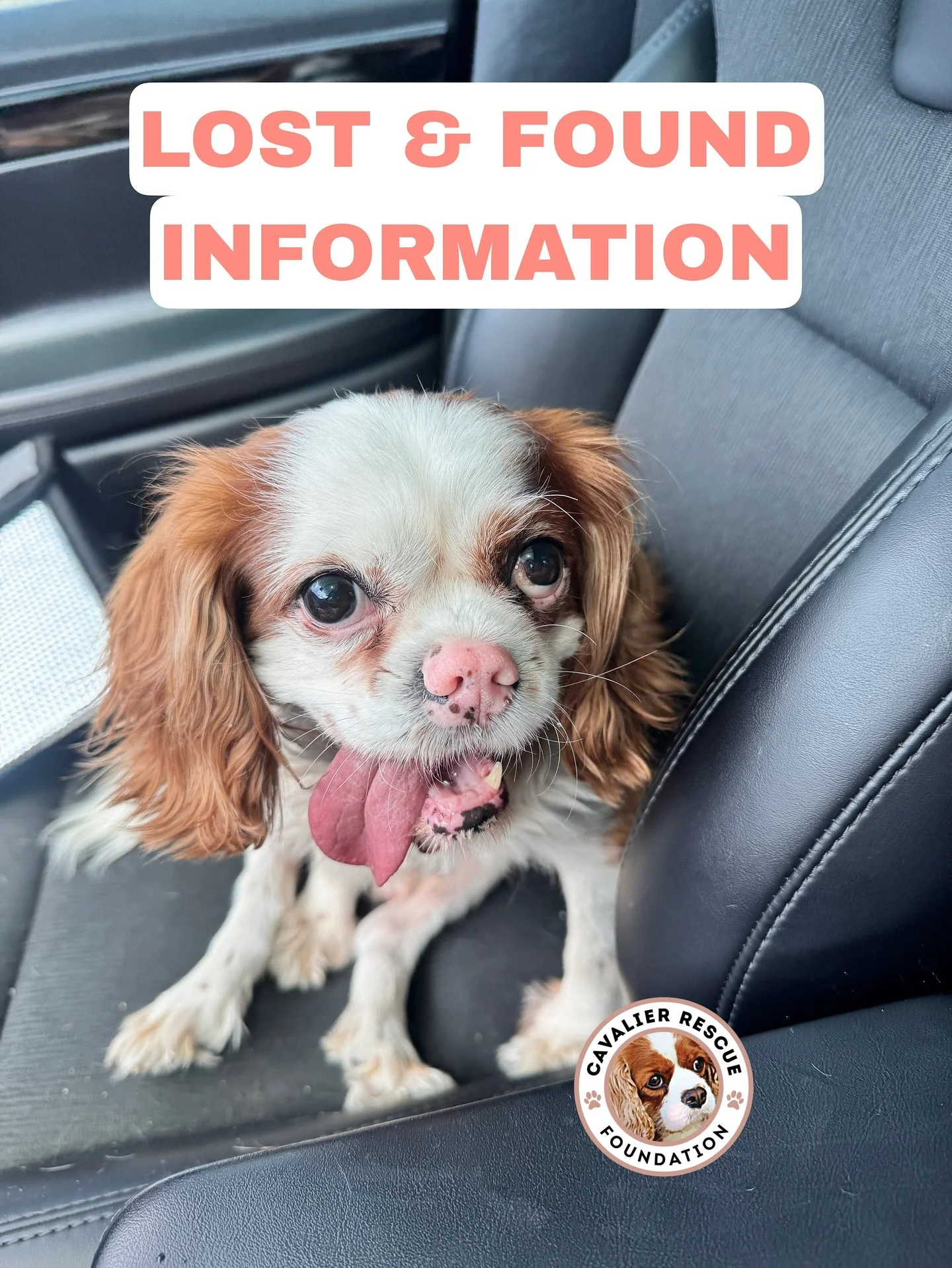 LOST & FOUND INFO
🌵🍂 As the weather cools down and more of us are out and about, we’re seeing an uptick in found Cavaliers on social media. With gates left open, more outside activities, and more people returning to town, it’s not