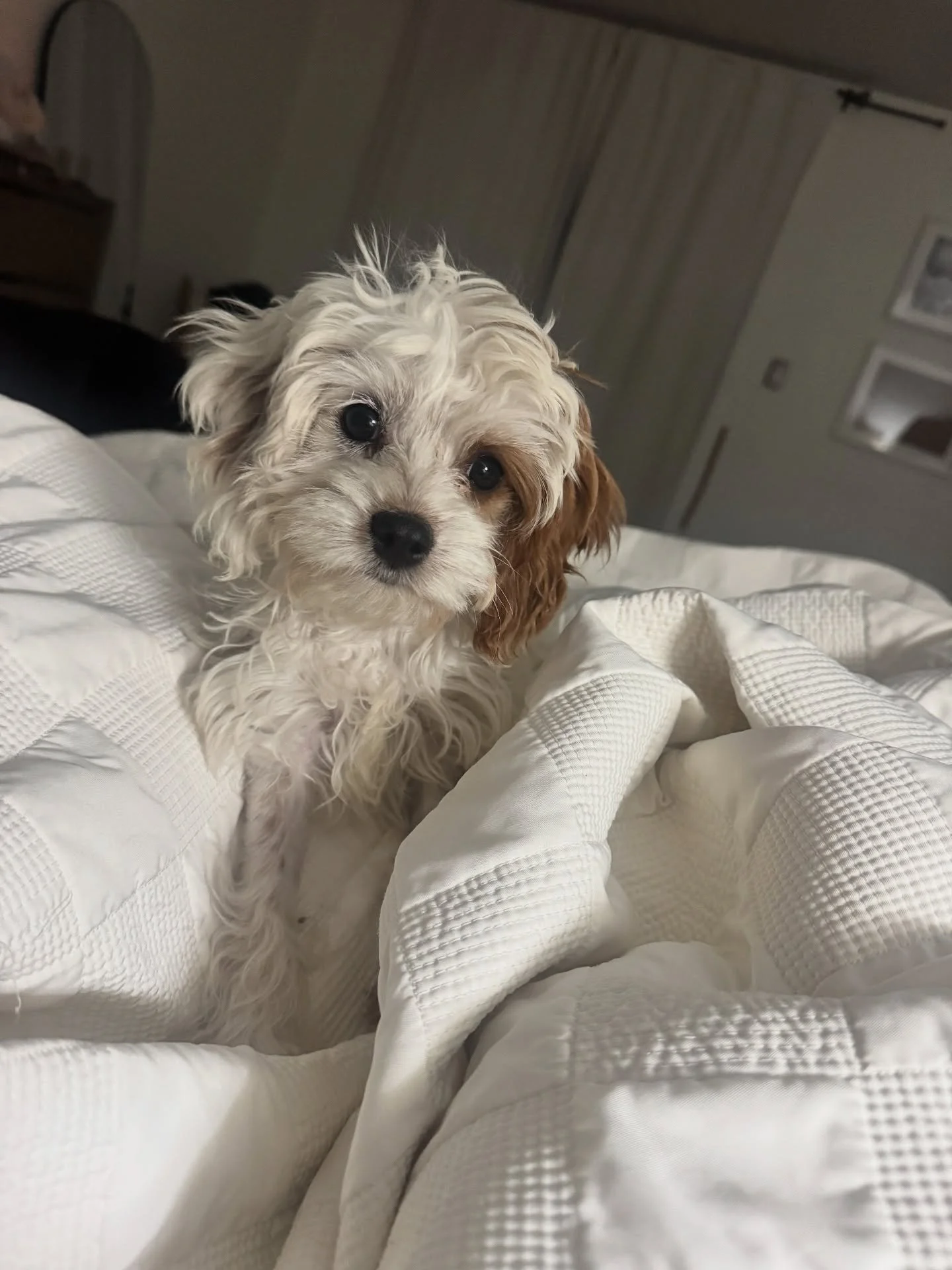 Meet Chicken Wing! 🐾🍗
Last summer, we had Chicken Nugget… now let us introduce you to Chicken Wing!
Breed: Cavapoo (papered)
Sex: Female
Birthday: 5/25/25 (4 months old)
Weight: Approximately 6 lbs
Status: Spayed, microchipped, fully vaccin