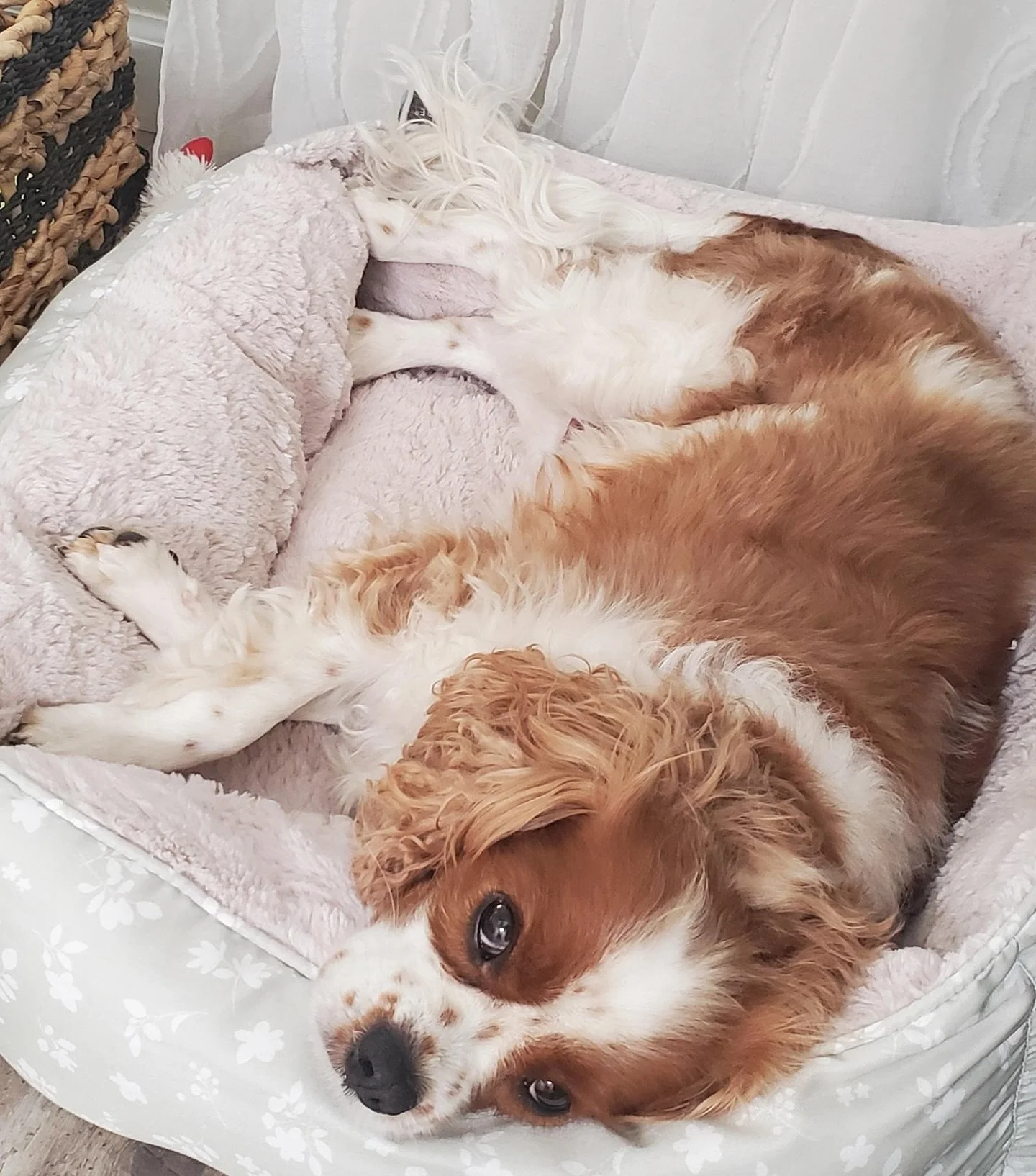 Hunter needs our help 💔
At just 5 years old, Hunter has already endured more than most Cavaliers should. He was purchased online from a Midwestern breeding facility and lived side-by-side with his littermate until tragedy struck. Their owner sudden