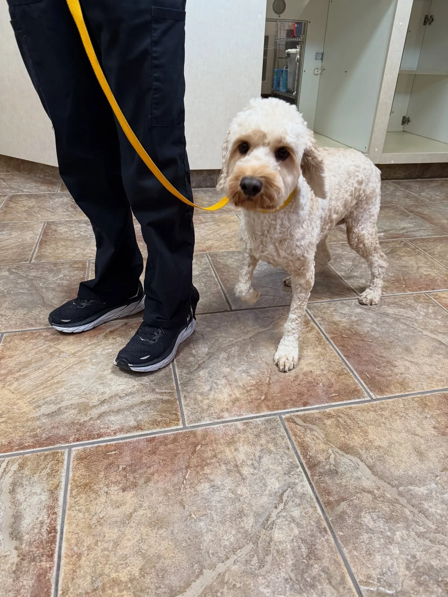 FOSTER FOUND 
🚨URGENT Phoenix/Scottsdale area
We’re urgently looking for a foster home in the Scottsdale area (or someone willing to drive, but not too far outside the general area) for a sweet 1½-year-old male Cavapoo named Jack.
Ja