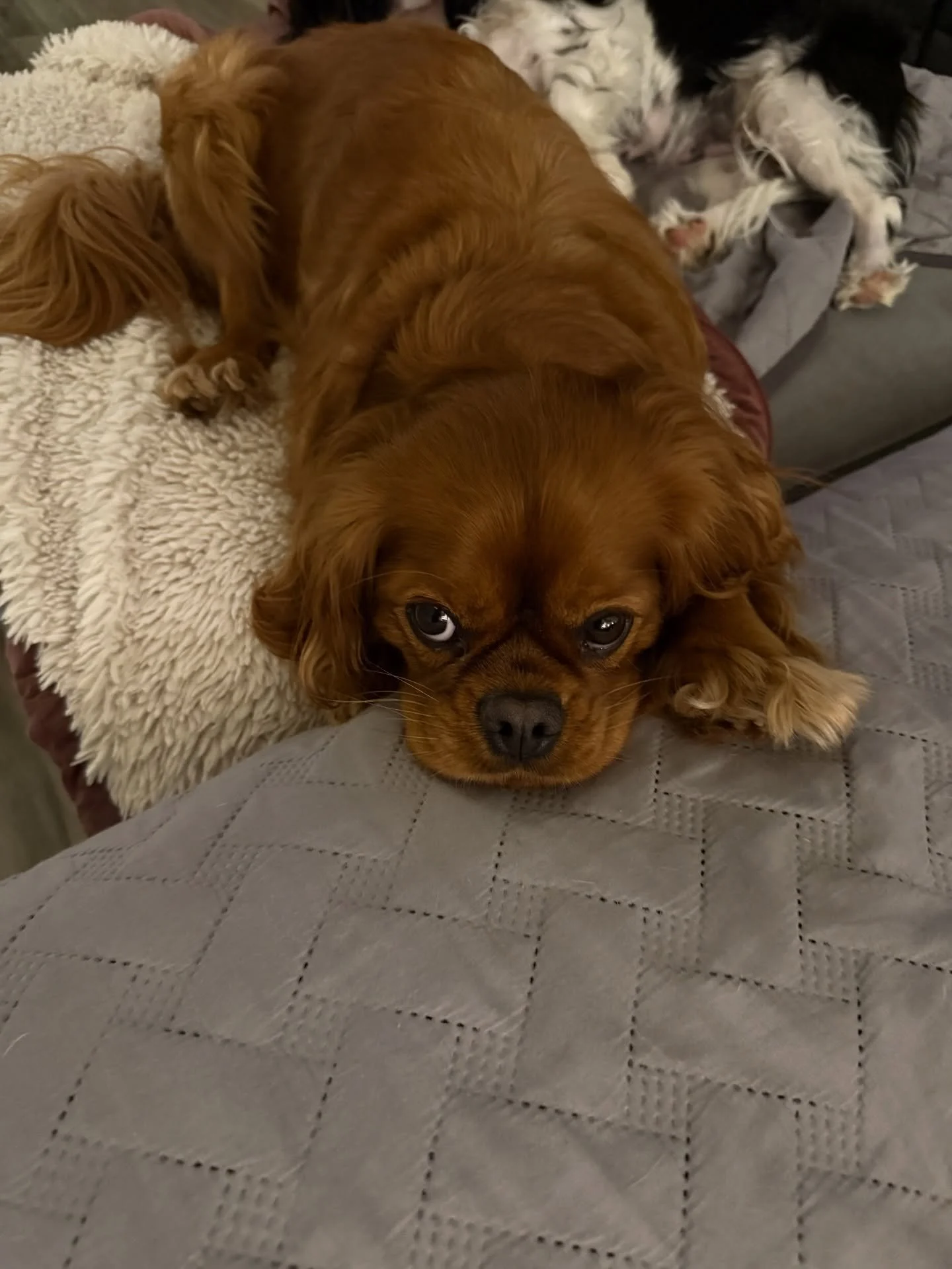 ✨ Meet Louis 🤎 

🐾 Birthday: 4/6/2021 (4.5 years old)
🐾 Ruby
🐾 Neutered, vaccinated, microchipped, HW negative 
🐾 Comes with original AKC papers
🐾 Parents were OFA tested for heart, patella, and hip dysplasia
🐾 Using the doggie door &mdash; fu