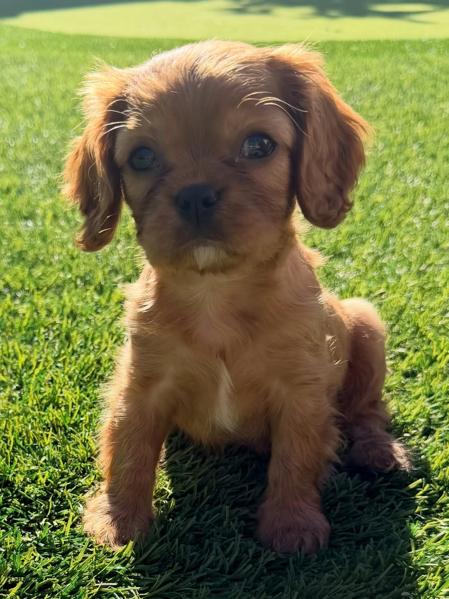 ✨ PUPPIES! Now Available for Adoption ✨

&bull; Ruby Cavaliers &ndash; Male (DOB 10/5/25)
&bull; Blenheim Cavapoos &ndash; Female (DOB 10/3/25)

These puppies are textbook-perfect Cavaliers and Cavapoos who came to us through a breeder release. They 