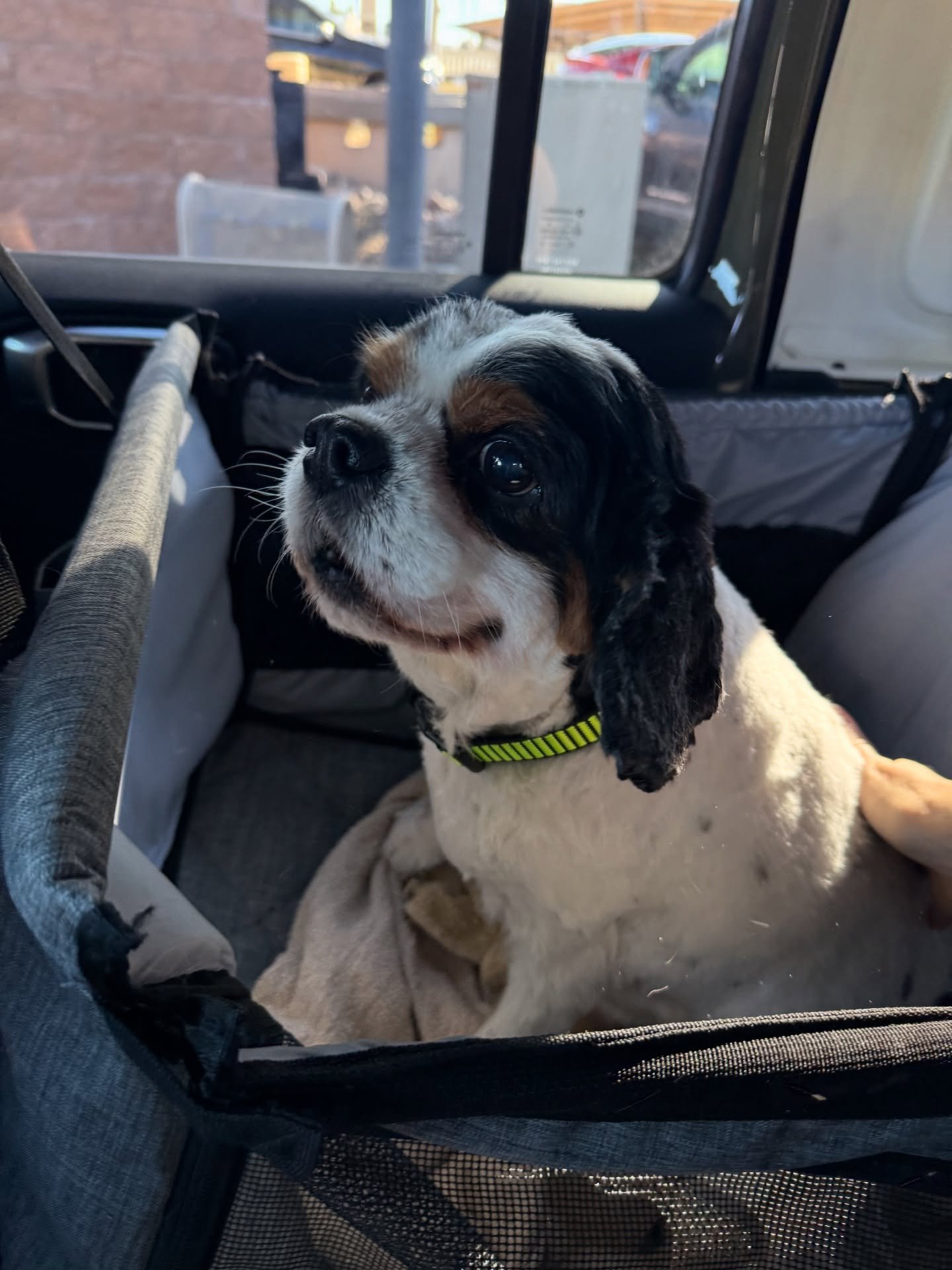 Meet 10-year-old Sherlock 🐶💙

Sherlock&rsquo;s elderly family made the heartbreaking but loving decision to surrender him when they could no longer manage the needs of an aging Cavalier. There were many tears, but they truly did right by him.

We&r