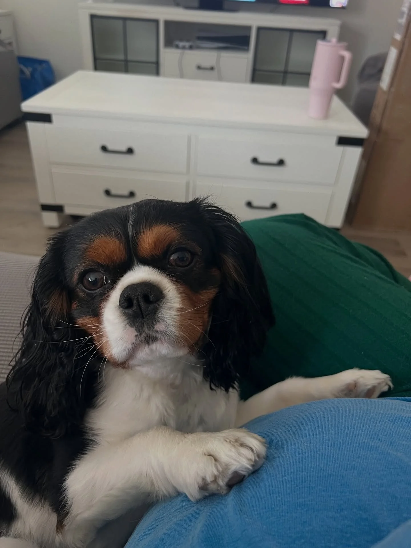 VOLUNTEER OR FOSTER NEEDED-
RENO, NEVADA AREA OR FLYING OUT OF RENO-TAHOE INTERNATIONAL AIRPORT

We&rsquo;re welcoming a 5-year-old male tricolor Cavalier into our rescue and are looking for help with his transition.

He is a very sweet boy who is st