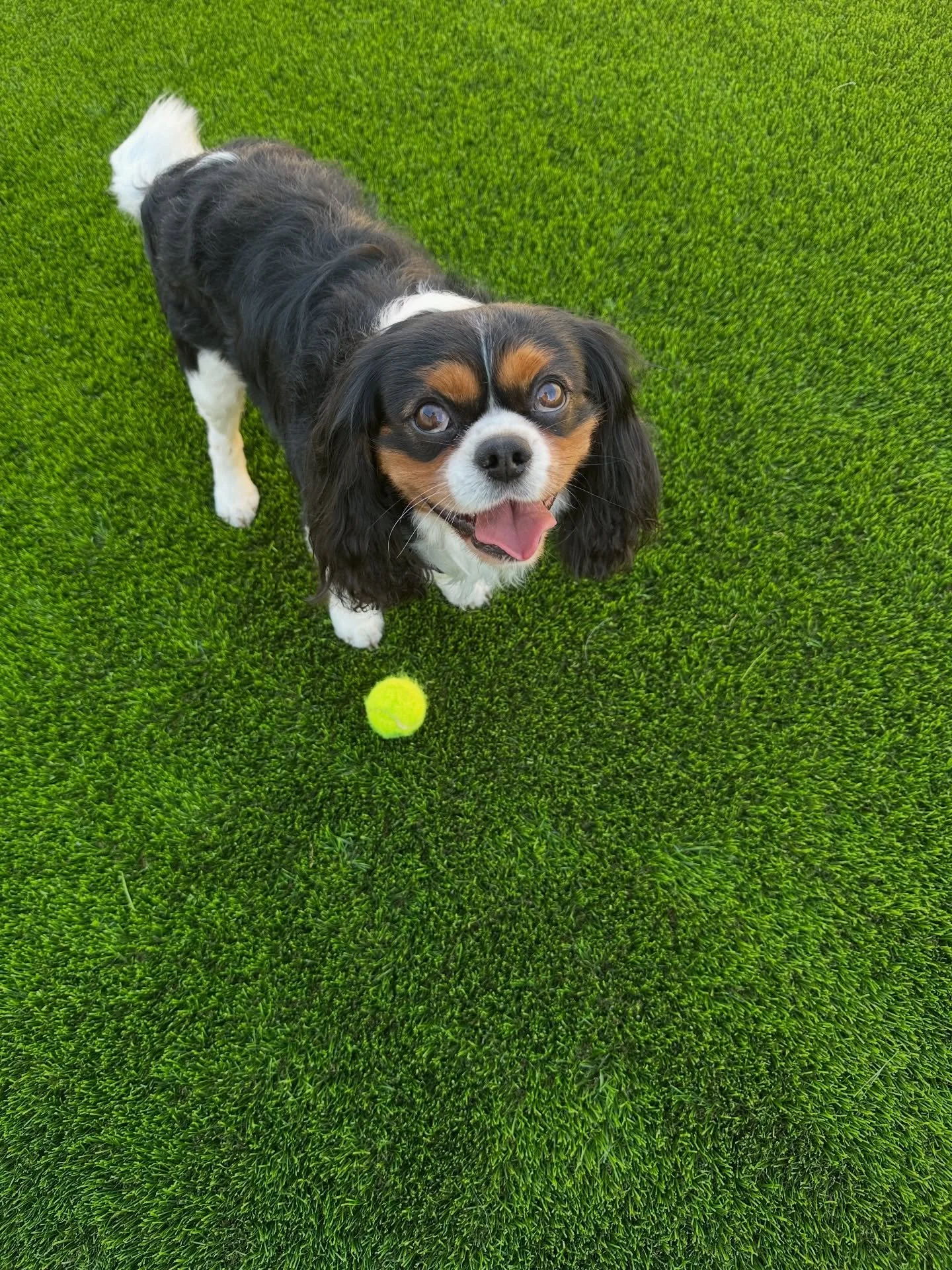 Meet Vincenzo (aka Vinnie!) 👑
DOB: 8/14/2020 - 5 1/2 years old

Status:
&bull; Neutered (1/9/26)
&bull; Fully vaccinated
&bull; Microchipped
&bull; Heartworm negative
&bull; Dental completed (12 extractions on 1/9/26)

Vinnie came to us as an owner 