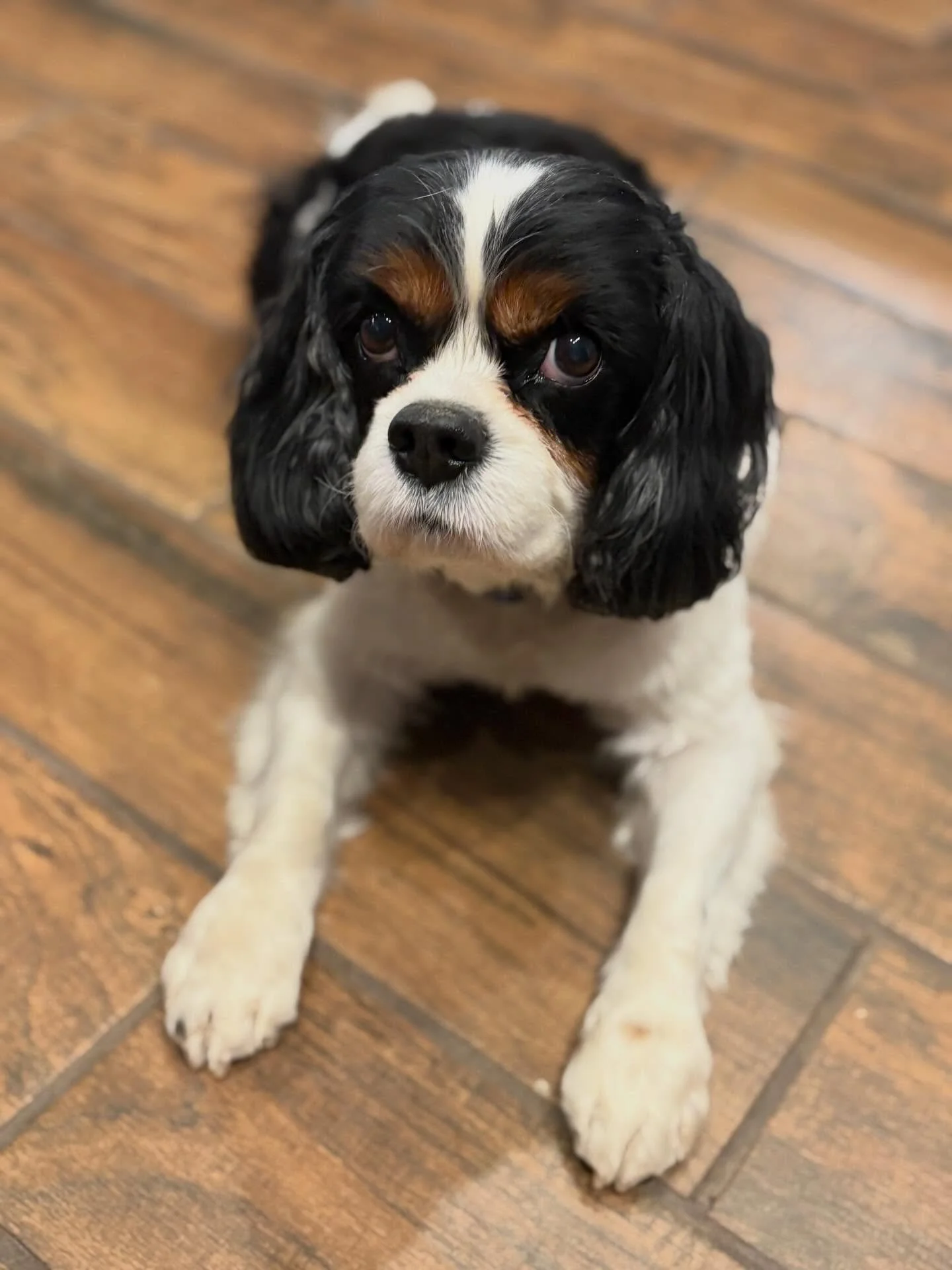 Meet Walter 💙

On Sunday, Arizona Working Paws reached out to us about a Cavalier they had taken in from Prescott Animal Control in a neglect case involving Walter and two other non-Cavaliers.

They stepped up immediately &mdash; no questions asked.