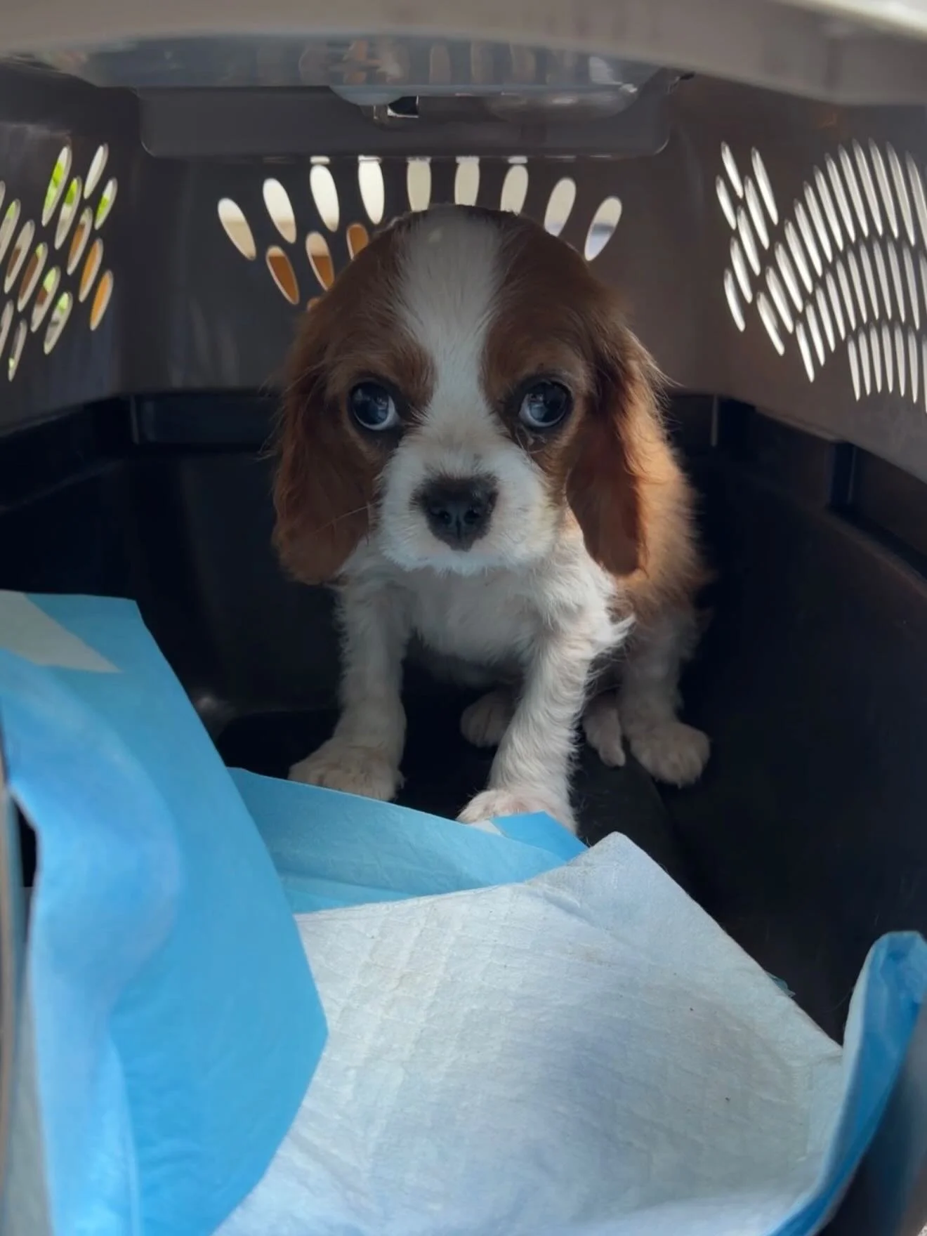 Medical Update: Our Tiny Runt Puppy &amp; Walter 💛🐾

We have an update on two special medical cases &mdash; our little runt puppy and sweet Walter.

🐾 Runt Puppy:
Our 14-week-old runt puppy has now seen the vet and is experiencing hair loss across