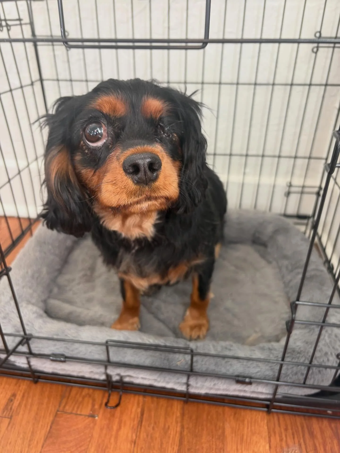 Meet Wilma 🐶🎀

Wilma is a 2&frac12;-year-old owner surrender. Her family reached out looking for guidance after she began showing resource guarding and dog-directed aggression, and even went after a hand when a toy was removed. While true aggressio