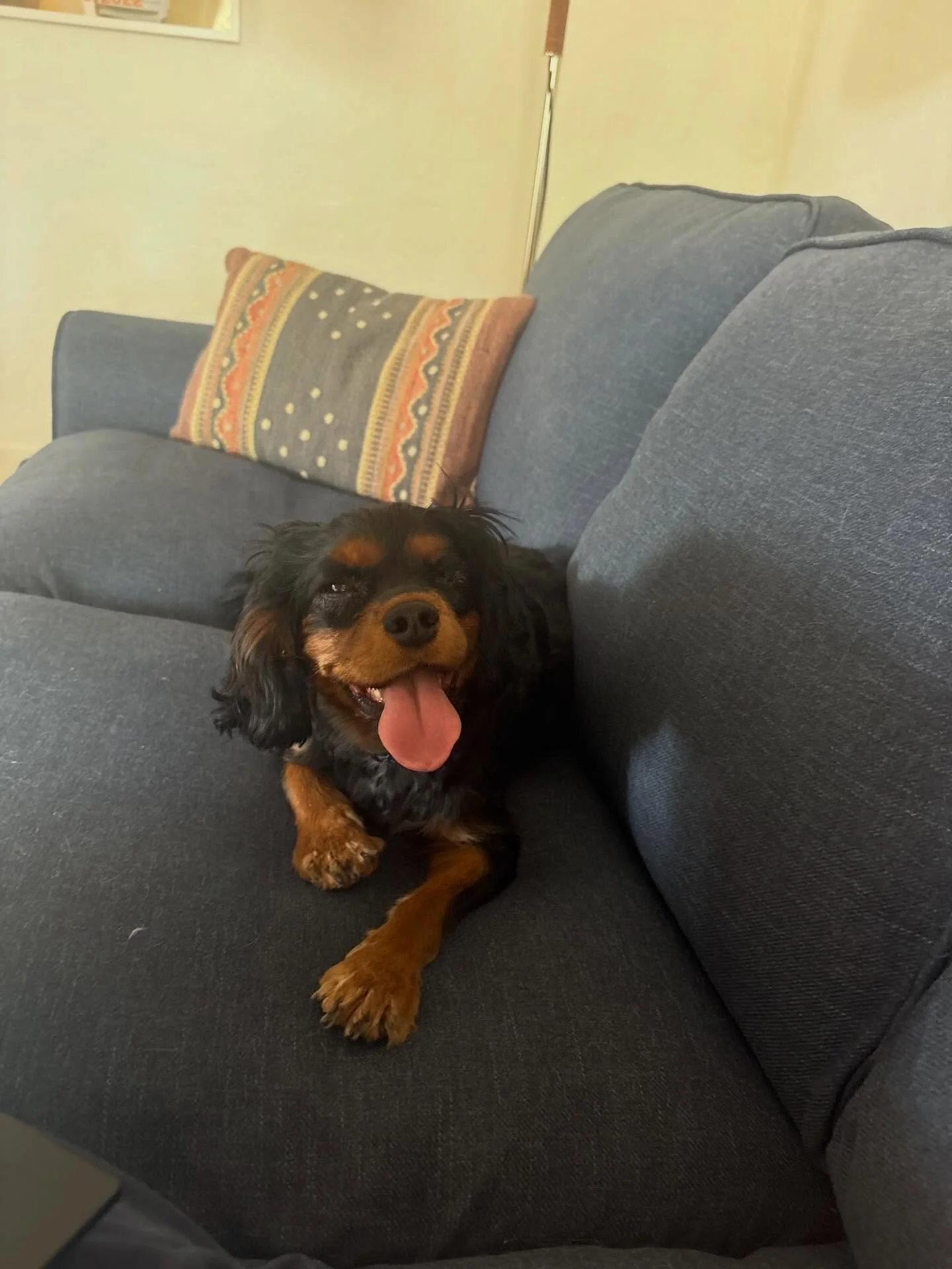 This one-eyed girl has surprised us in the best way. 🎀

Meet Wilma 🎀

🐾 2&frac12; years old
🐾 Spayed &amp; fully vaccinated
🐾 Microchipped
🐾 Heartworm negative
🐾 Bloodwork panel &mdash; no health concerns
🐾 One adorable eye (she was born that