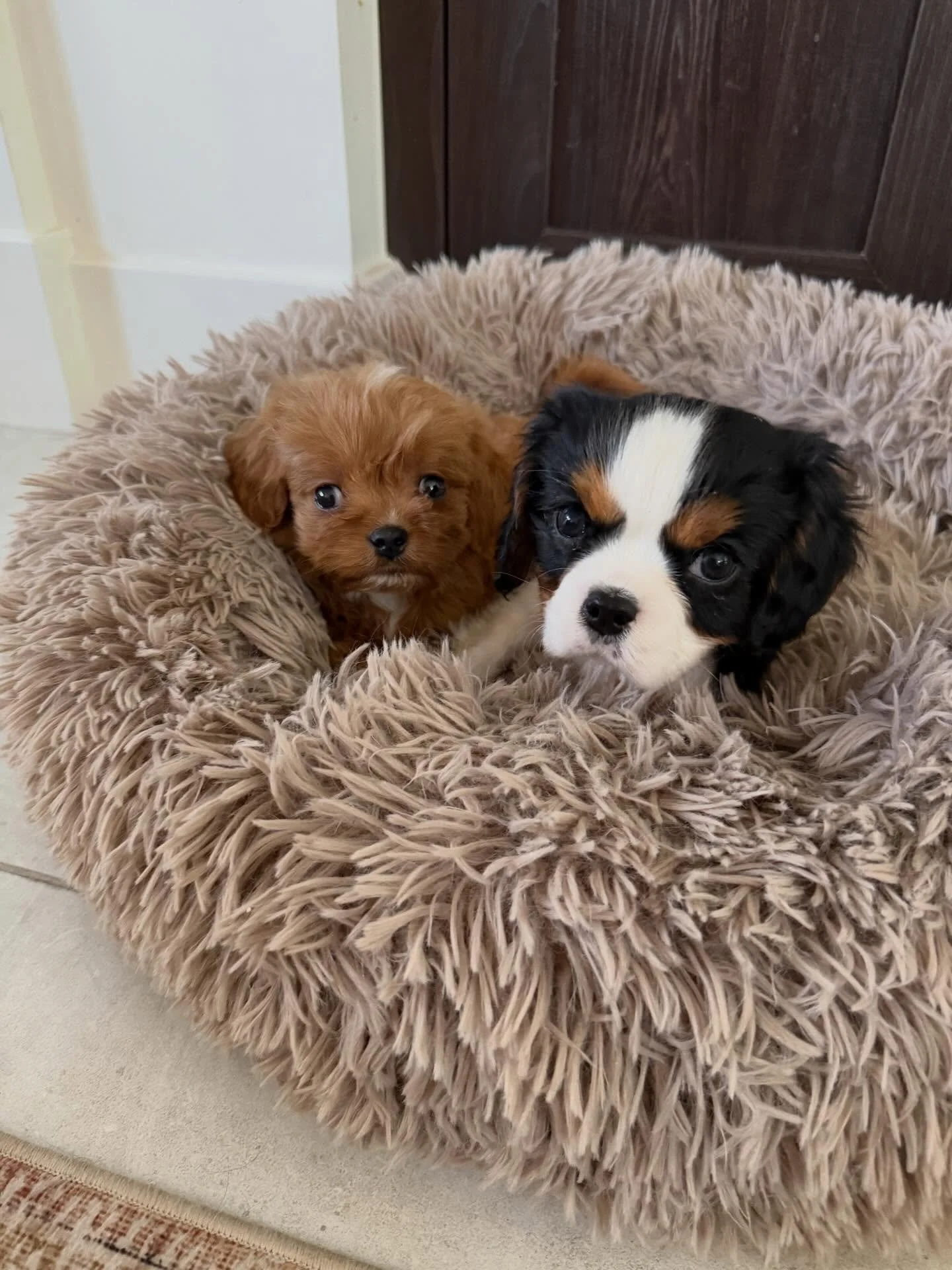 Trigger Warning: End of Life ❤️&zwj;🩹

Yesterday, like we so often do, we took in two puppies as breeder releases.

One was a Cavalier with an overbite and the other a Cavapoo. The Cavapoo&rsquo;s breeder was very transparent in sharing that she had