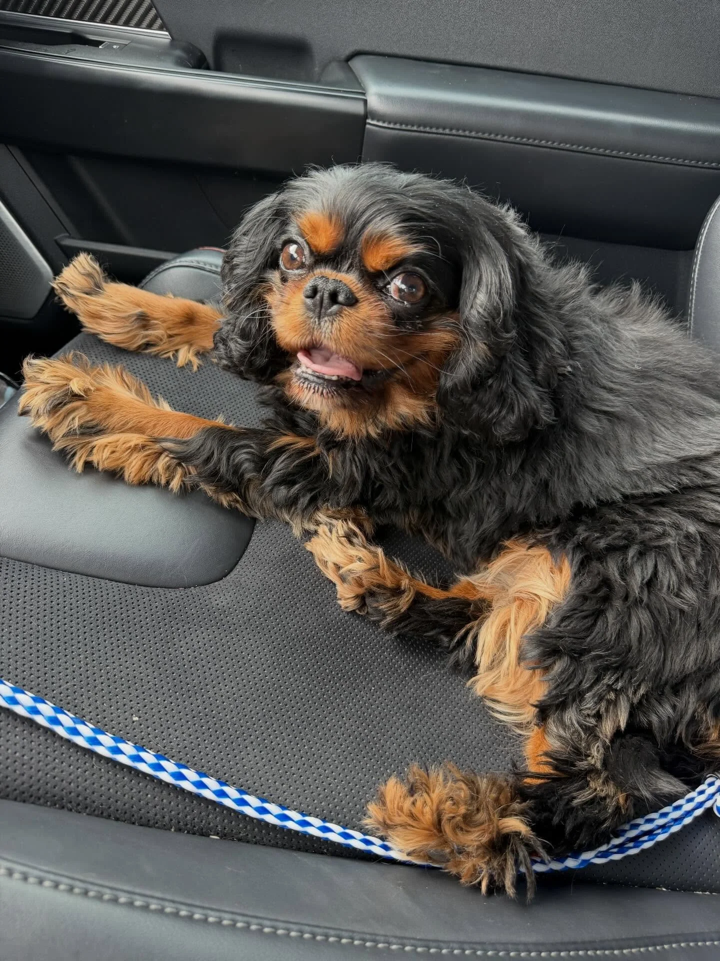 Meet Ellie aka &ldquo;Smoosh&rdquo; 🖤

We are already completely obsessed with this sweet little face.

Ellie is a 5 year old black and tan Cavalier who came to us through a veterinary clinic after her owner felt they could no longer manage her cond
