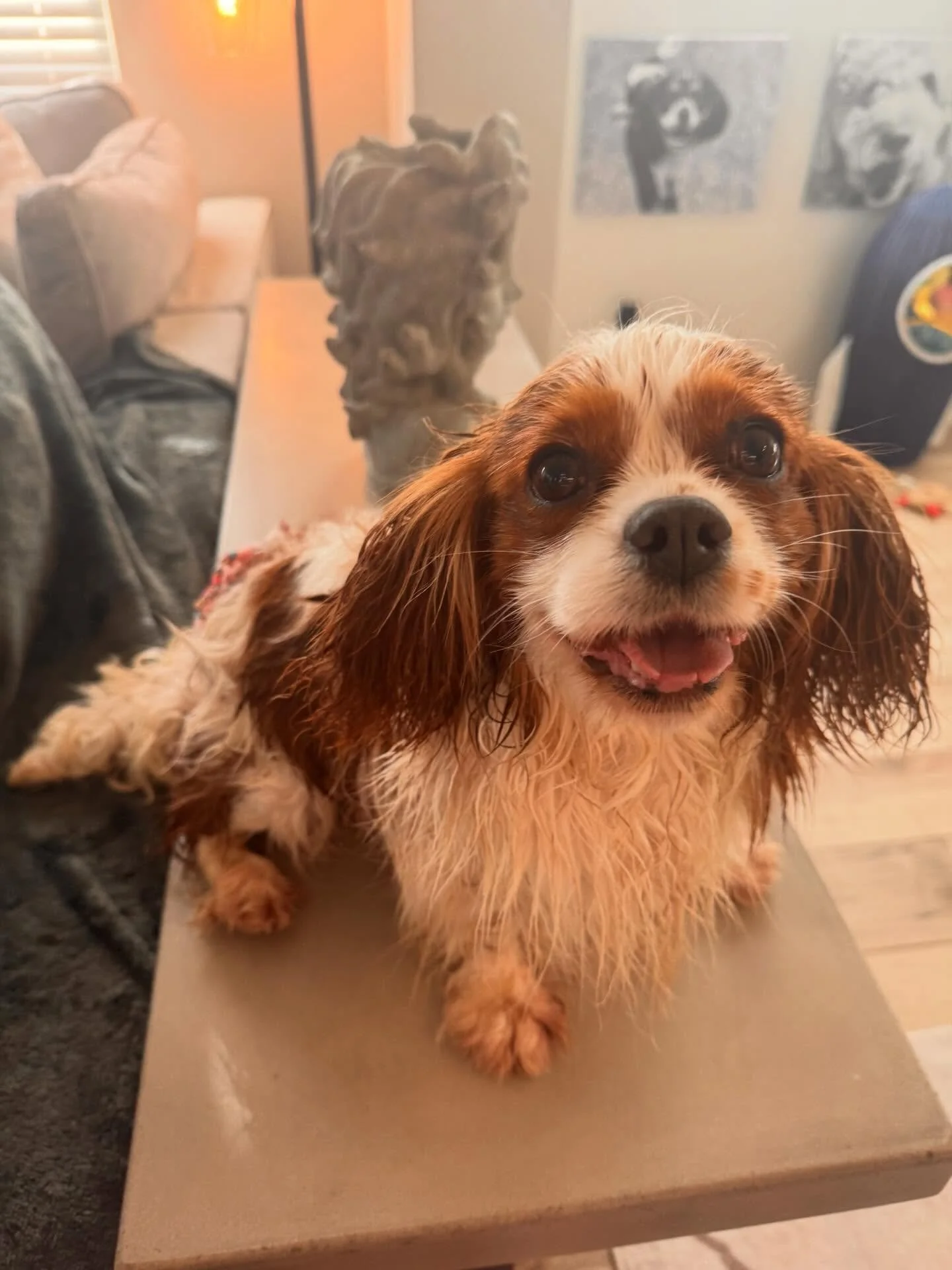 Meet El, a.k.a. Eleven 🎀 - Available for Adoption 

(yes, from Stranger Things&hellip; you know we had to add the music 😉🎶) ✨🐾

One of the first of our mill moms ready for adoption💜

&bull; Born 11/11/20 
&bull; Fully vetted 
&bull; Spayed
&bull