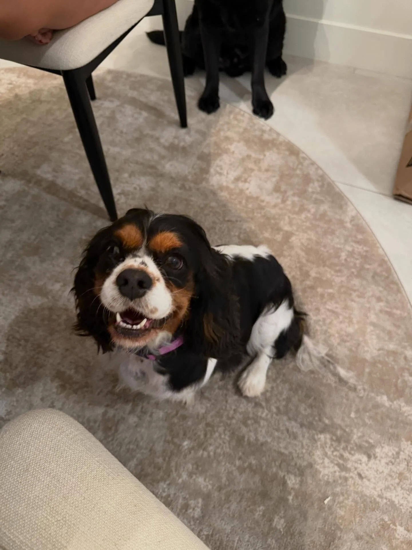 Meet Charlotte (294) 🥰 - Available for Adoption
Our Big Mill Mama 🤍

🎂 Born 3/31/22 &mdash; it&rsquo;s her birthday today! 🎈

✨ Fully vetted
✨ Spayed
✨ Dental complete with extractions
✨ Heartworm negative
✨ Microchipped
✨ No known health issues
