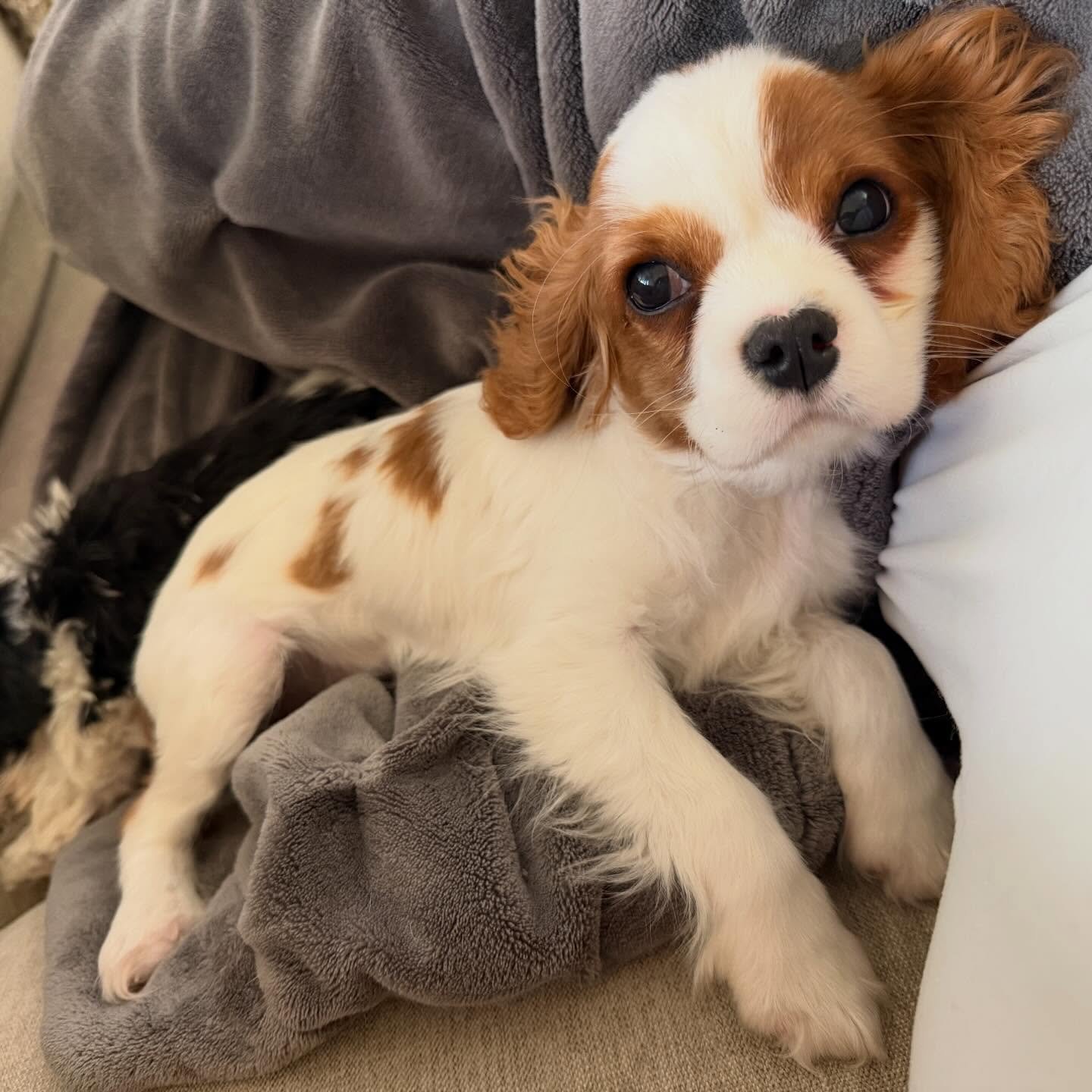 Meet Hazel 🤍 - Available for Adoption

📅 Born: 11/20/25 (4 months old)
✔️ Spayed
✔️ Microchipped
✔️ Vaccinated up to age
✔️ No heart murmur
✔️ AKC
🦷 Overbite

Hazel came to us as a breeder release due to her overbite. It is noticeable, and she has