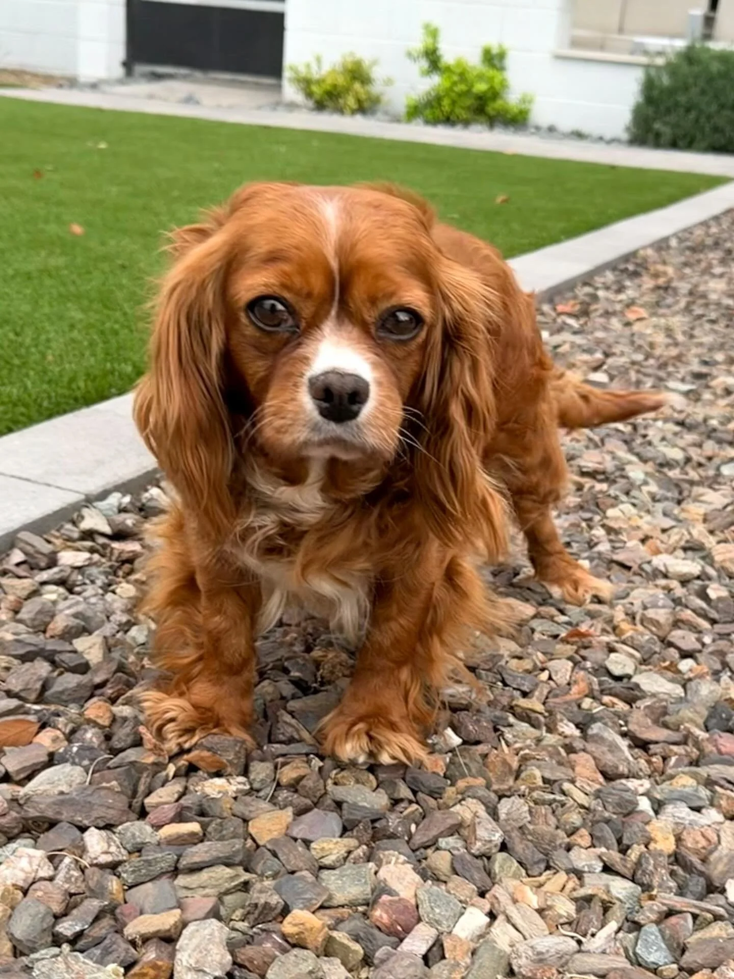 ✨ A little unexpected announcement&hellip; ✨

As most of you know, we recently took in 14 mill moms who have spent their lives in breeding programs.

While going through sweet Pearl's paperwork, we came across a note that she had been in heat and run