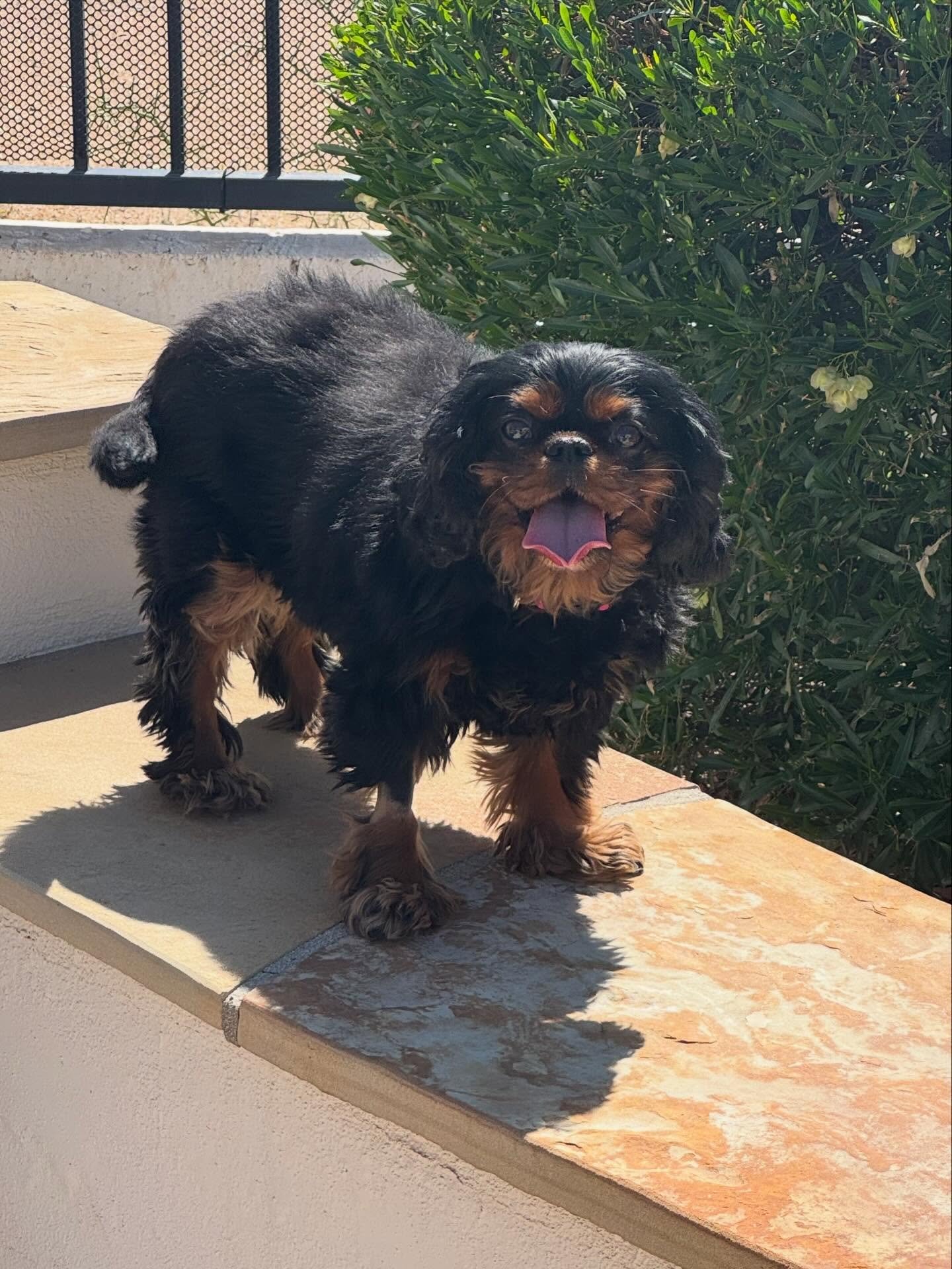 Ellie Update 🩷

Almost two weeks ago, we received a surrender request from a veterinary clinic in Buckeye. Ellie&rsquo;s family made an appointment to be EUTHANIZED, claiming she had severe SM. They had also just welcomed a new baby.... an important