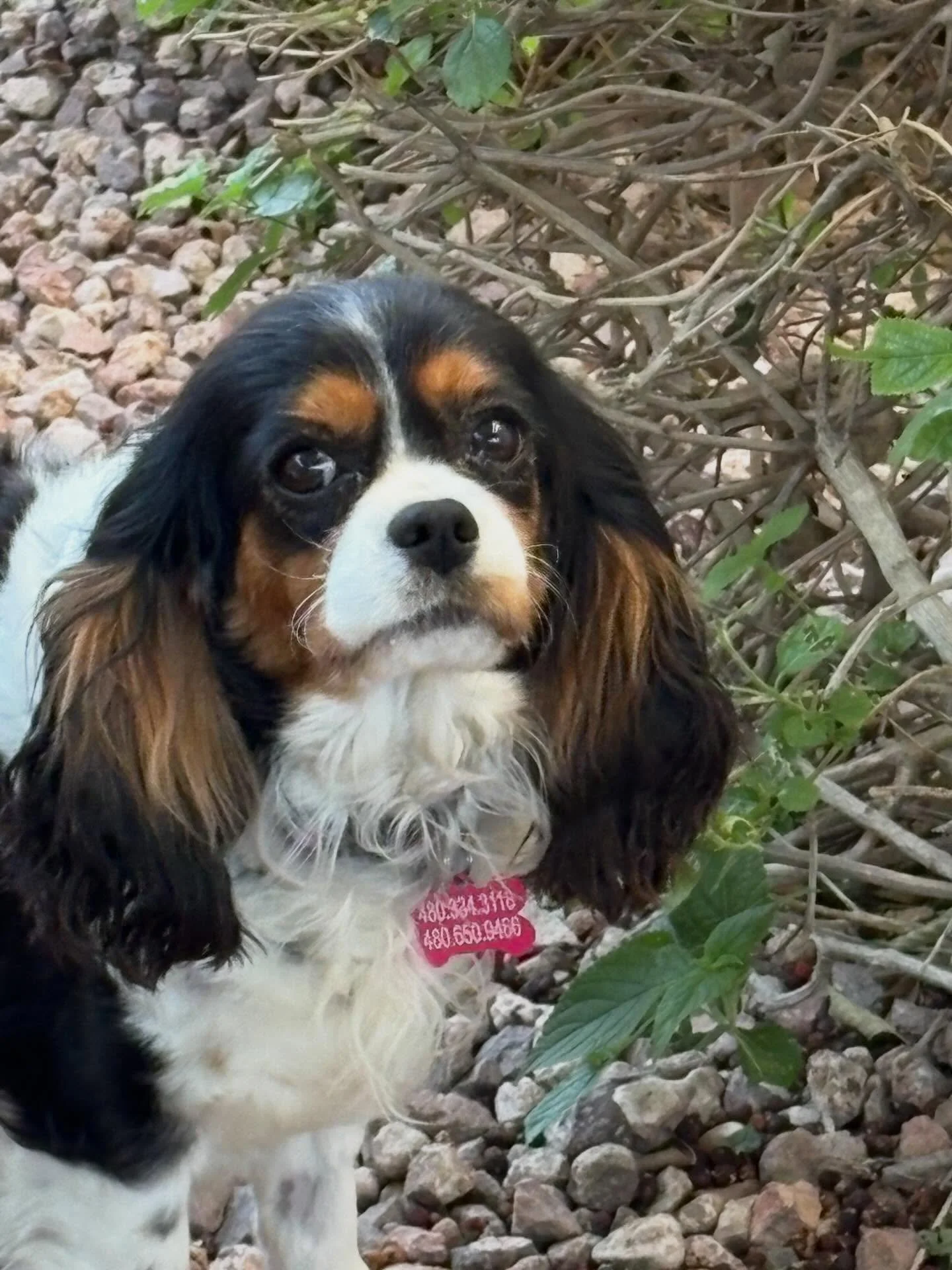 ✨ Meet Gracie (309) ✨

🎂 11/20/20 &bull; 5 1/2 years old
🤍🖤🤎 Tri color beauty
✅ Spayed
💉 Fully vaccinated
🦷 Dental completed (14 extractions)
📍 Microchipped 
💖 No known health issues

Meet Gracie 💕 She came to us with the large group of reti