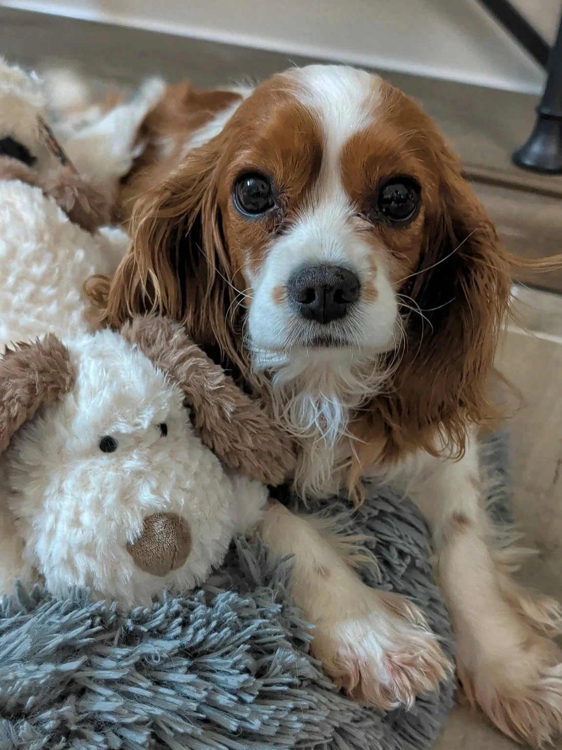 Meet Patty Mae (300) 🍀🩷🐶

&bull; 5/20/21 🎂
&bull; Blenheim 🤍🍂
&bull; Spayed
&bull; Microchipped
&bull; Dental completed (14 extractions) 
&bull; Grade 3 heart murmur 
&bull; Heartworm negative 

Patty Mae is a sweet little Velcro girl 🥰 who wa