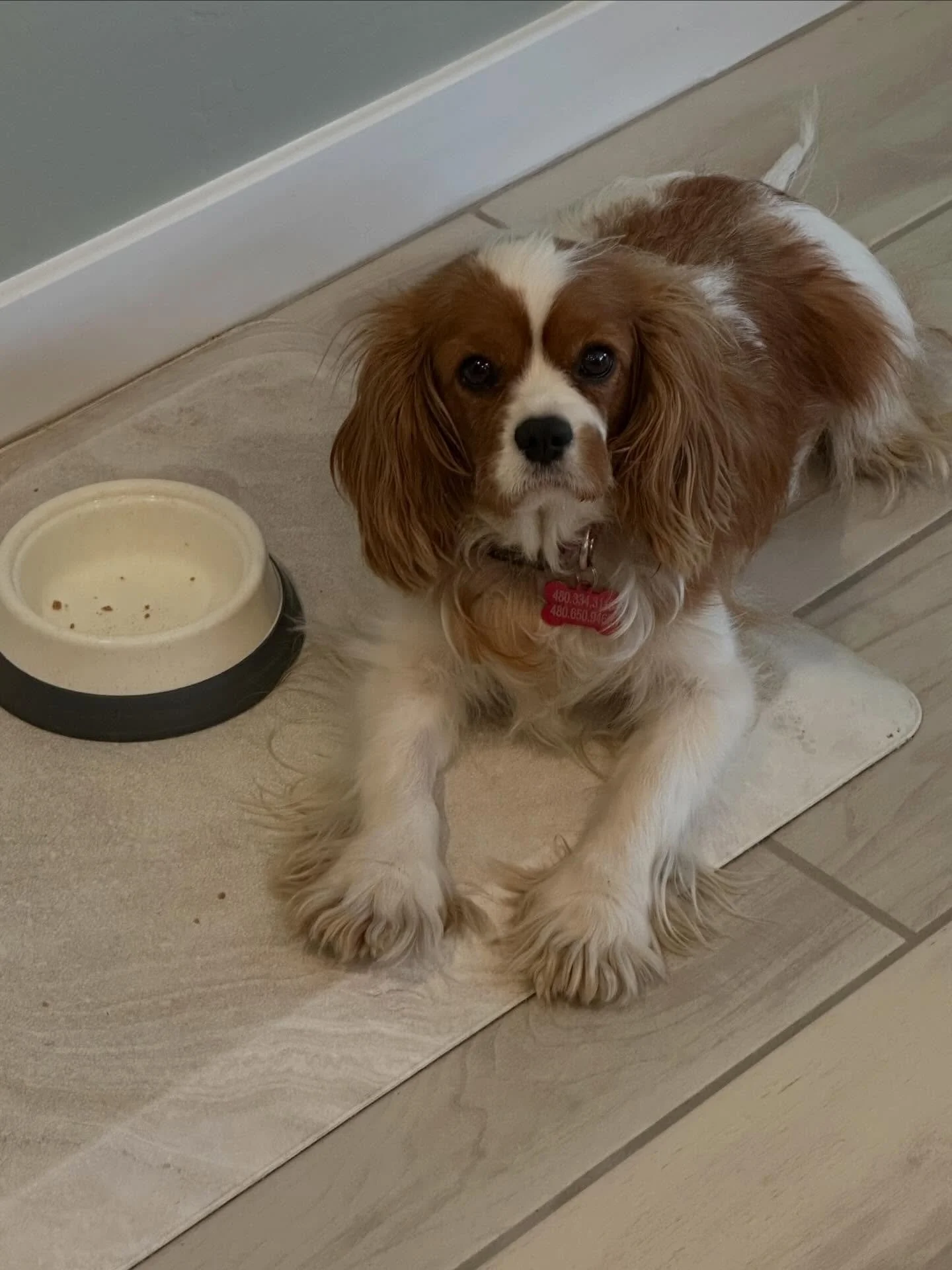 Meet Sasha (301) 🥰🩷

&bull; 🎂 4/13/21
&bull; 🤍 Blenheim
&bull; ✂️ Spayed
&bull; 💉 Fully vaccinated
&bull; 📍 Microchipped
&bull; 🦷 Full mouth extraction
&bull; 🩺 Heartworm negative
&bull; ❤️ No health issues

Sasha is one of our retired mill m