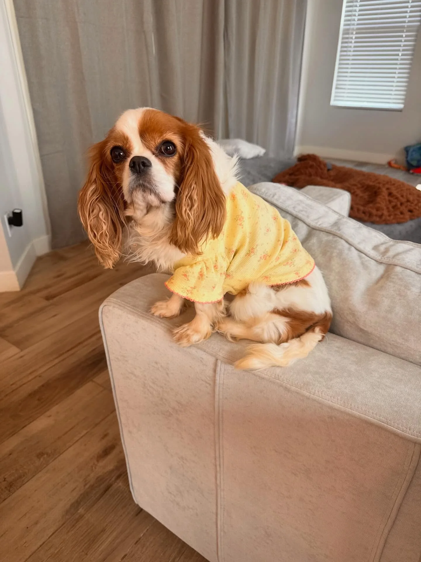 Ruth (317) 🩷

&bull; 🎂 9/30/18 - 7 years old
&bull; 🤍 Blenheim
&bull; ✂️ Spayed
&bull; 💉 Fully vaccinated
&bull; 📍 Microchipped
&bull; 🦷 Full mouth extraction
&bull; 🩺 Heartworm negative
&bull; ❤️ No health issues

Ruth is one of the 14 mill m