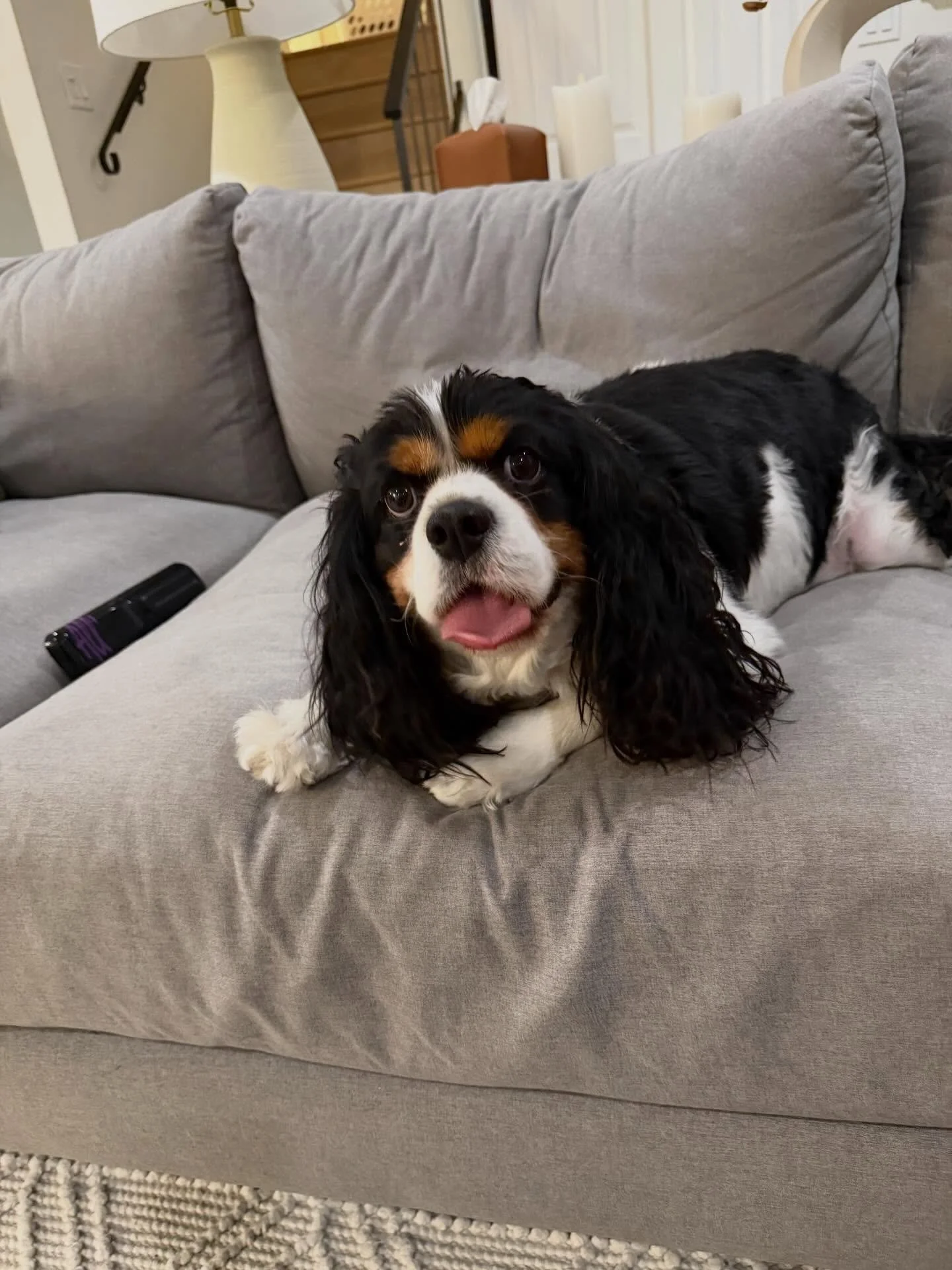 Meet Bentley 👑💙

&bull; 🎂 9/17/22 &ndash; 3.5 years old
&bull; 🖤 Tri Color
&bull; ✂️ Neutered
&bull; 💉 Fully vaccinated
&bull; 🩺 Heartworm negative
&bull; ⚖️ Overweight
&bull; 🚽 Fully potty trained

Bentley is one of two owner surrenders we we