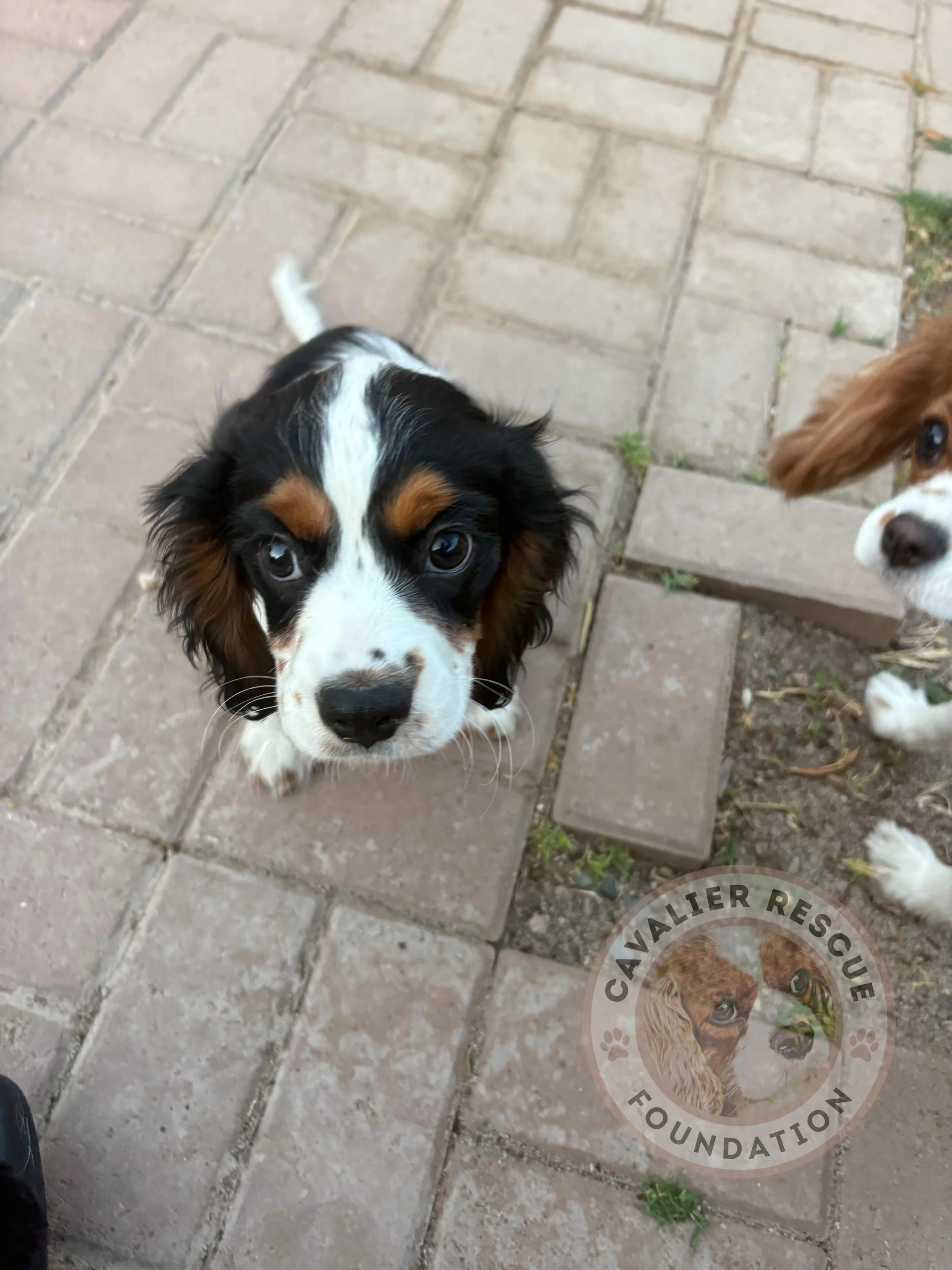 Meet Snoopy 💙🐶

&bull; Beaglier 🐾 (1/2 Beagle, 1/2 Cavalier) 
&bull; Male 💙 
&bull; DOB: 2/9/26 🎂 
&bull; 12 weeks old 🍼 
&bull; Neutered ✂️ 
&bull; Vaccinated up to his current age 💉 
&bull; Microchipped 📍 
&bull; No known health issues 🩺 
